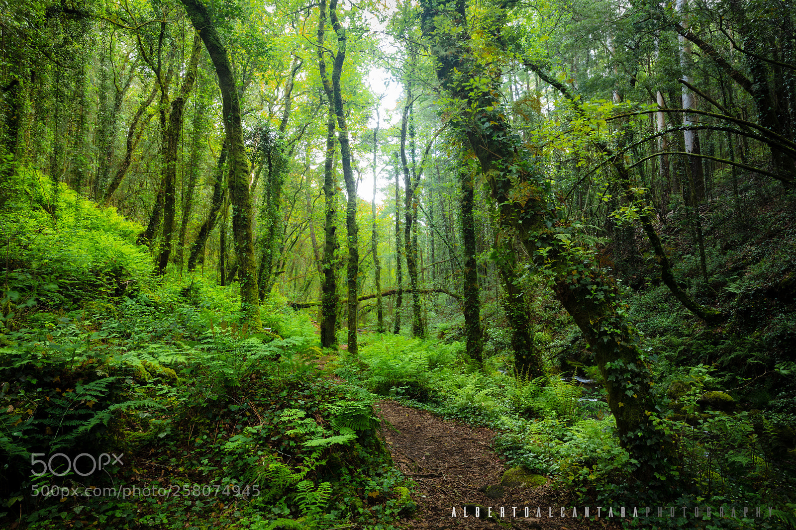 Canon EOS 5DS R sample photo. Bosque da fraga photography