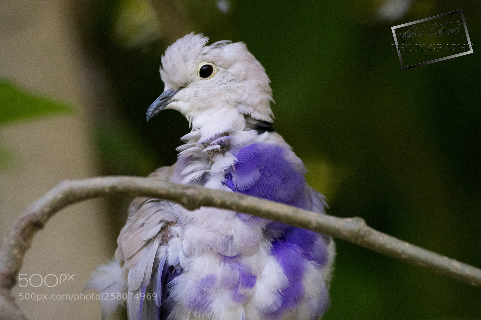 Nikon D7200 sample photo. Pigeon photography