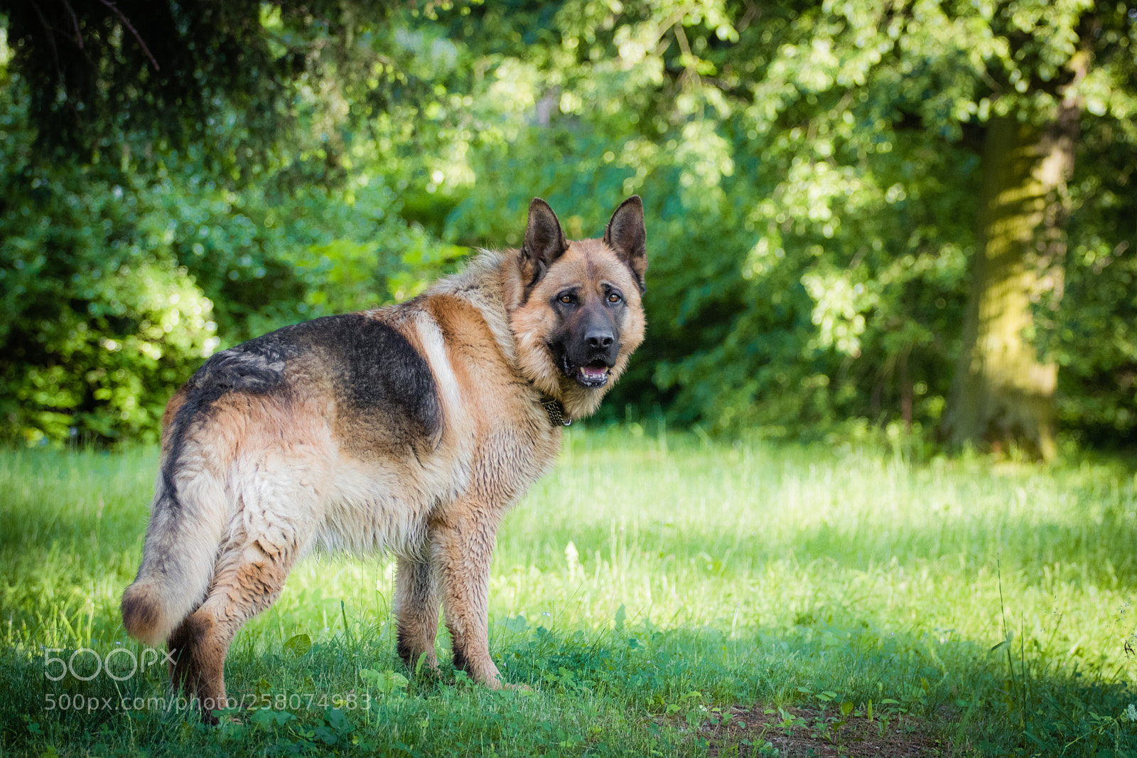 Canon EOS 750D (EOS Rebel T6i / EOS Kiss X8i) sample photo. German sheperd photography