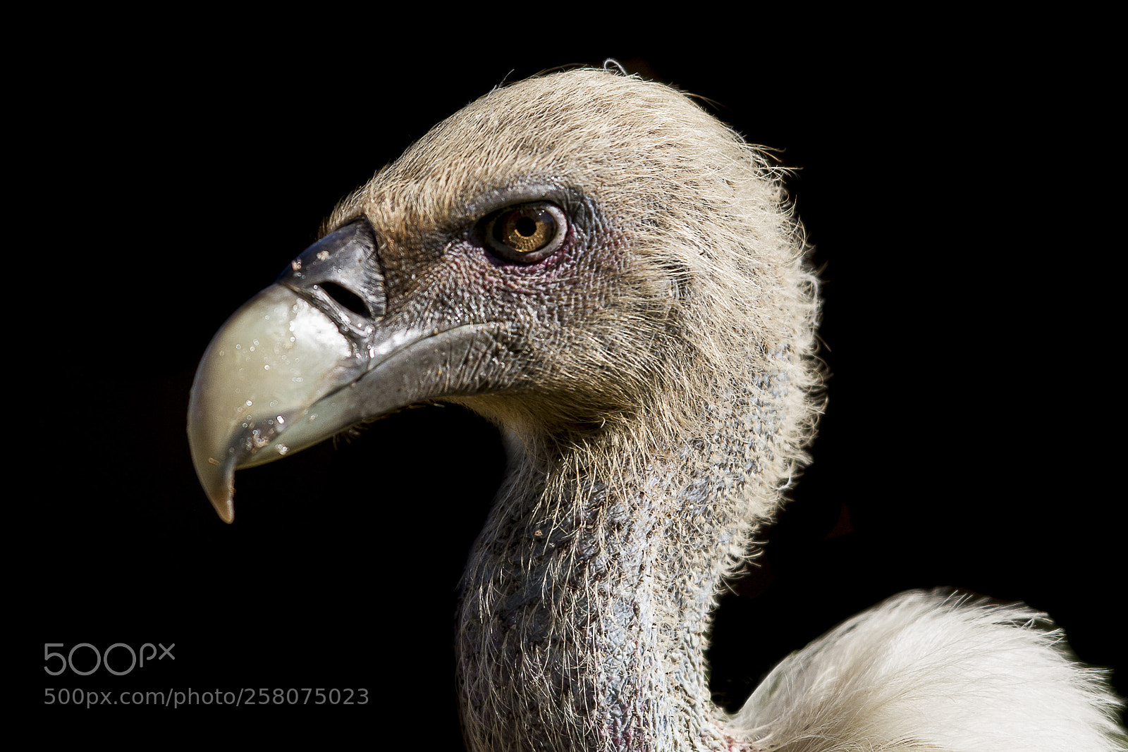 Canon EOS 7D sample photo. Buitre leonado (griffon vulture) photography