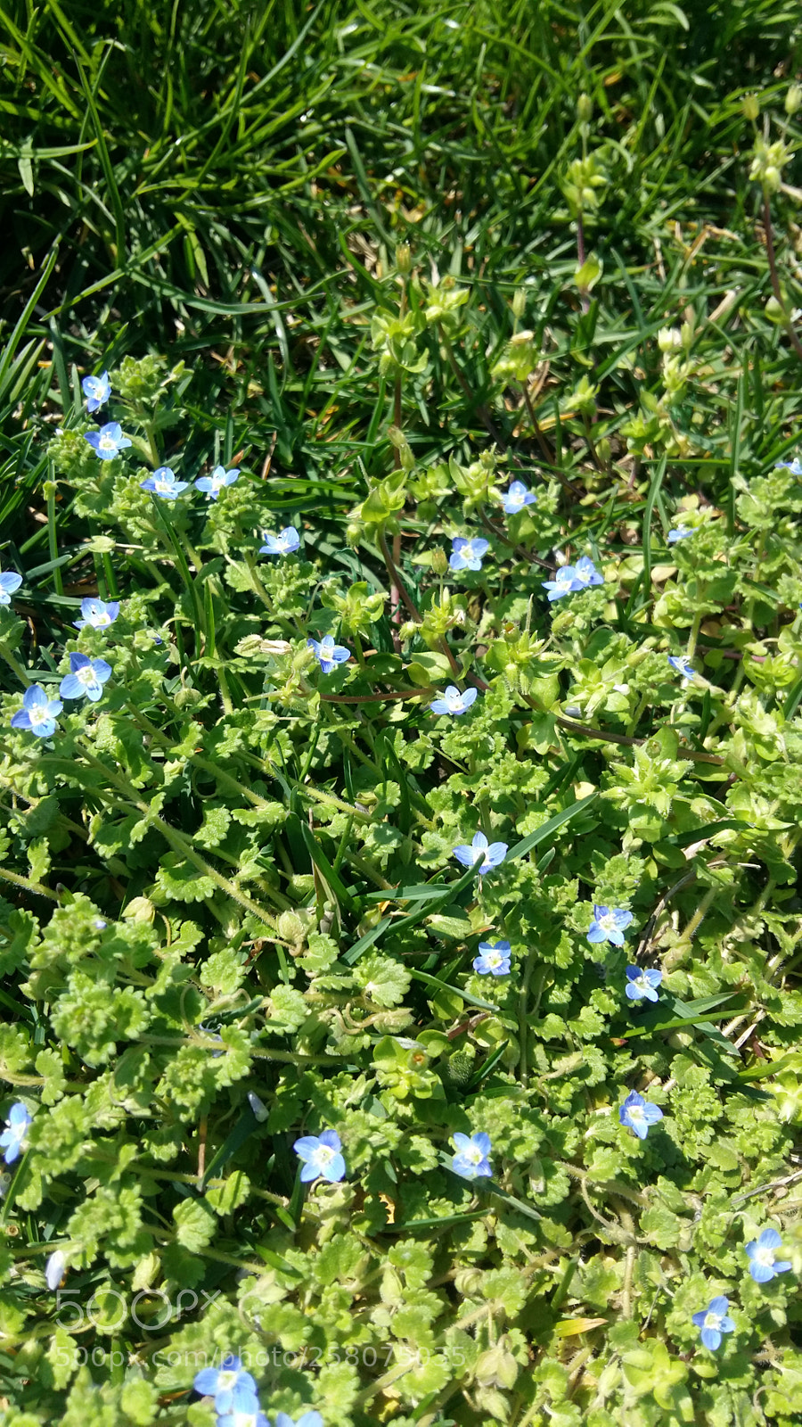 Samsung Galaxy A5 sample photo. Forget-me-nots on the football photography