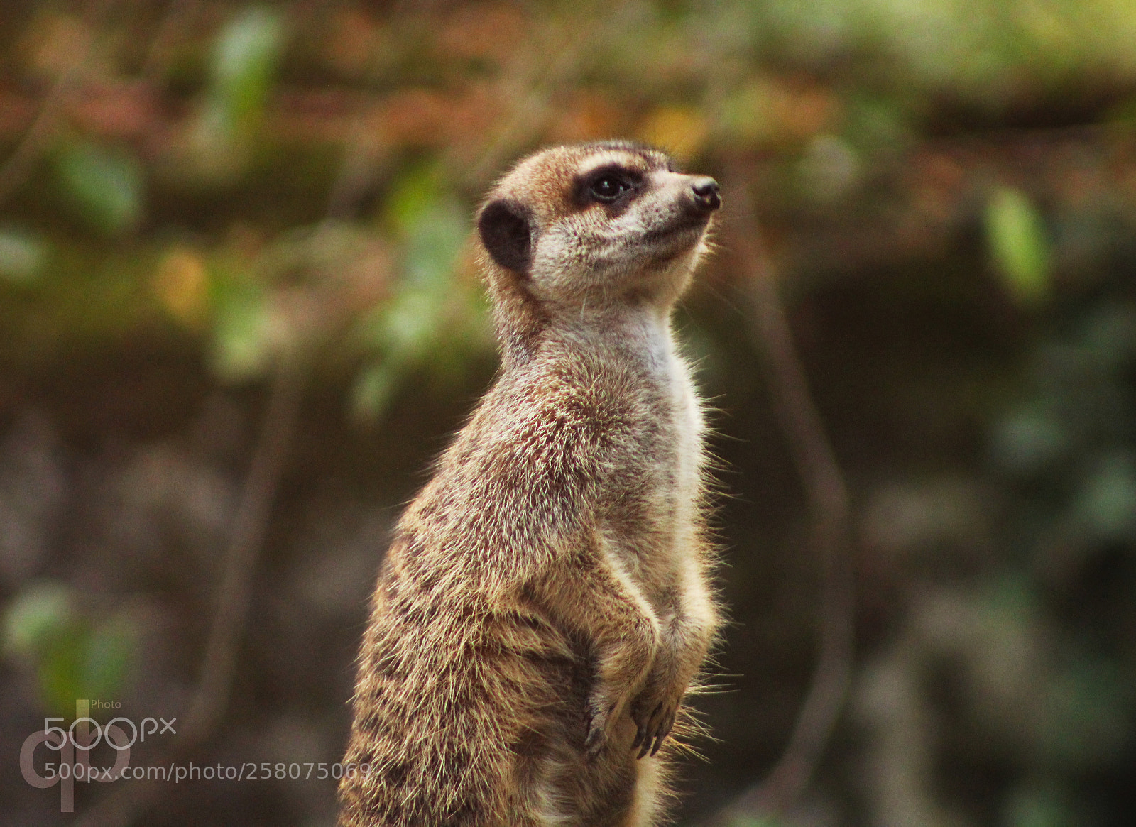 Canon EOS 1300D (EOS Rebel T6 / EOS Kiss X80) sample photo. Suricate photography