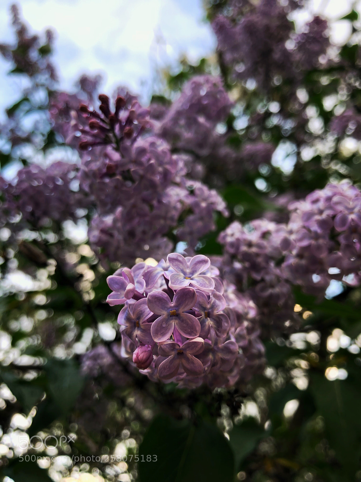 Apple iPhone 8 Plus sample photo. Untitled photography