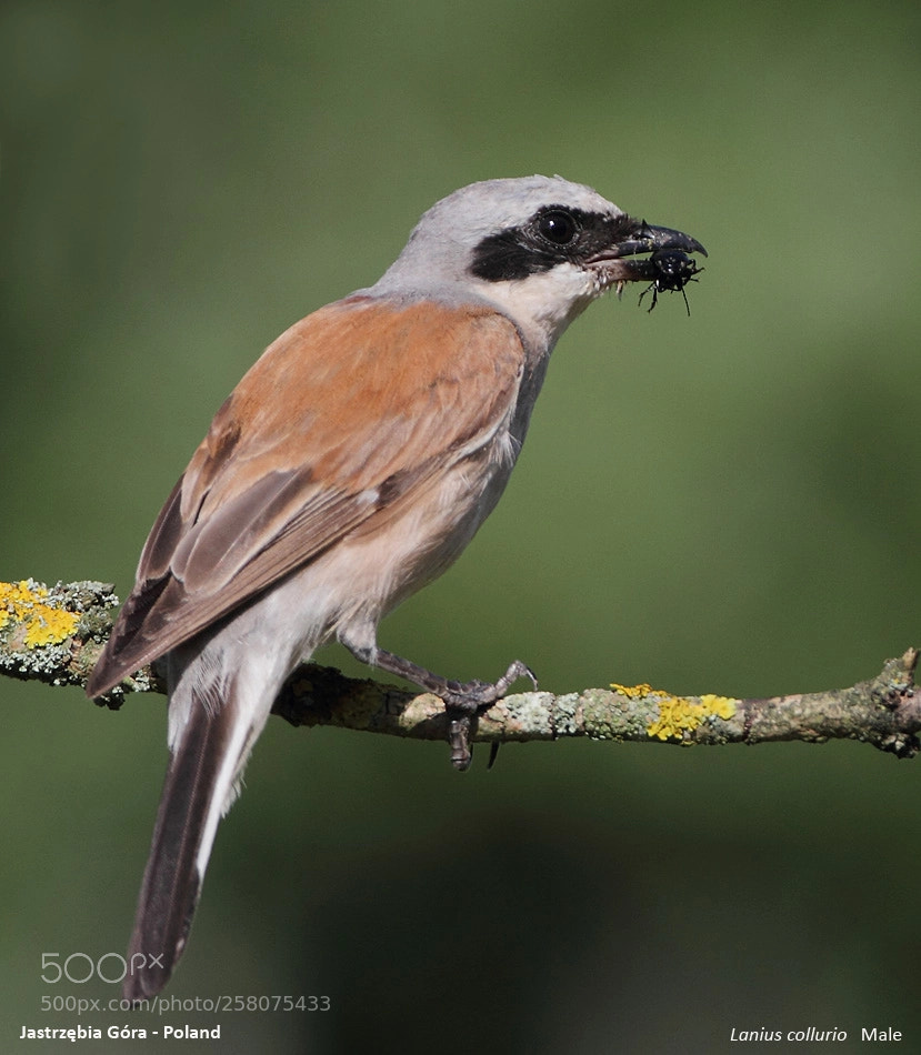 Canon EOS 7D sample photo. Red-backed shrike photography