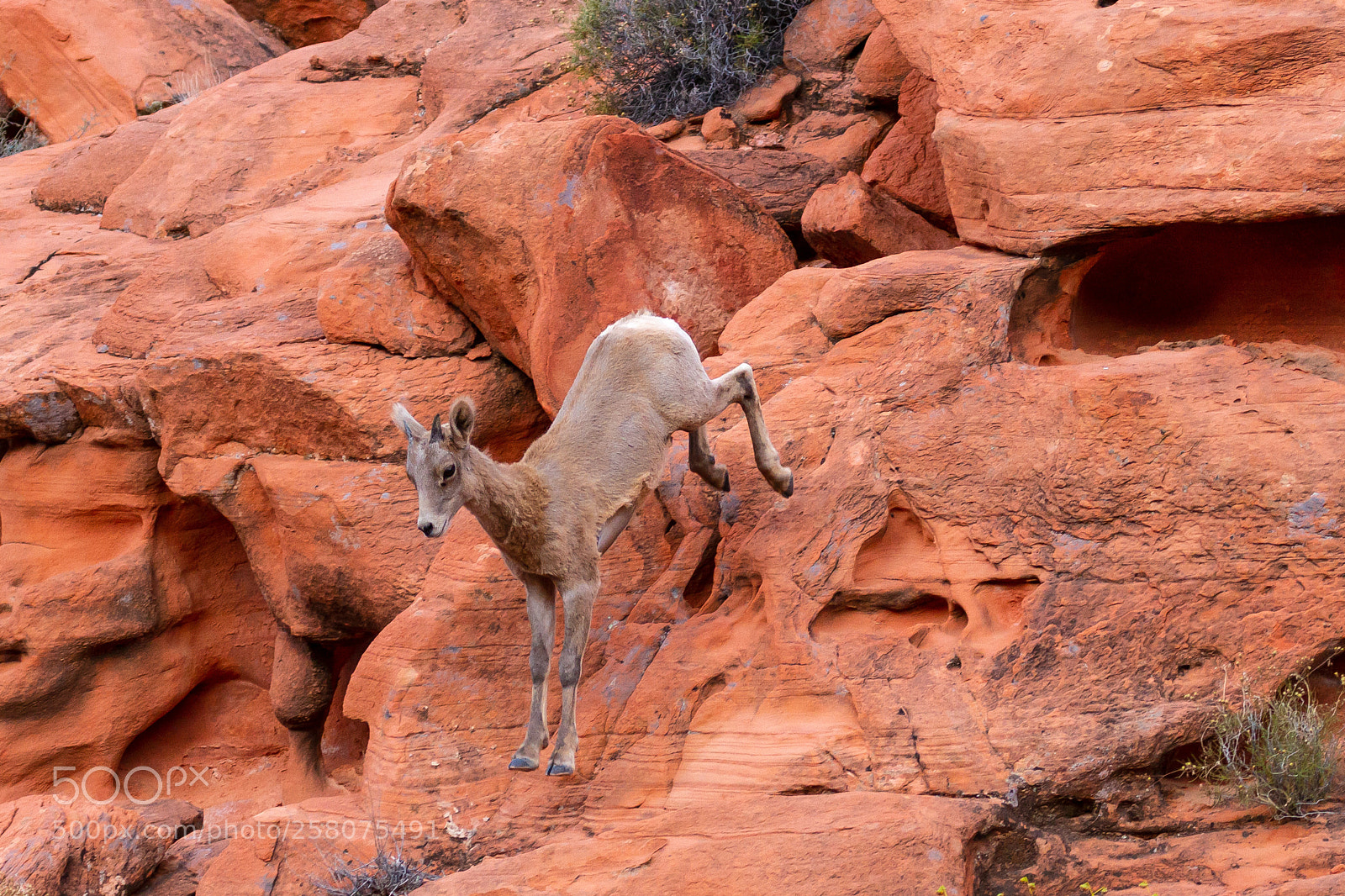 Canon EOS 7D sample photo. Leap of faith photography