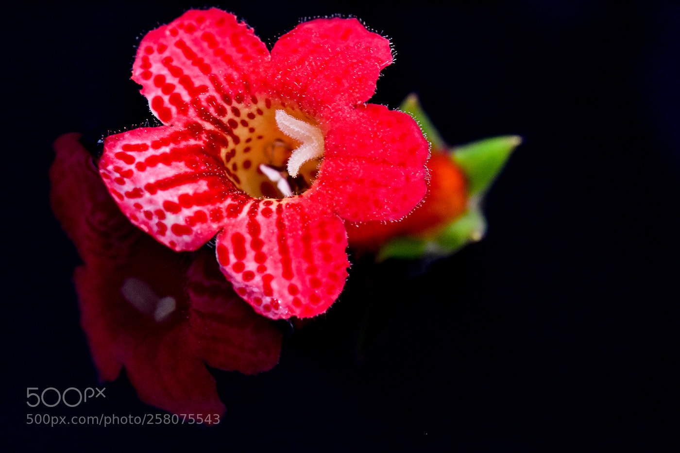 Nikon D7200 sample photo. 16.05.2018 - 4 photography