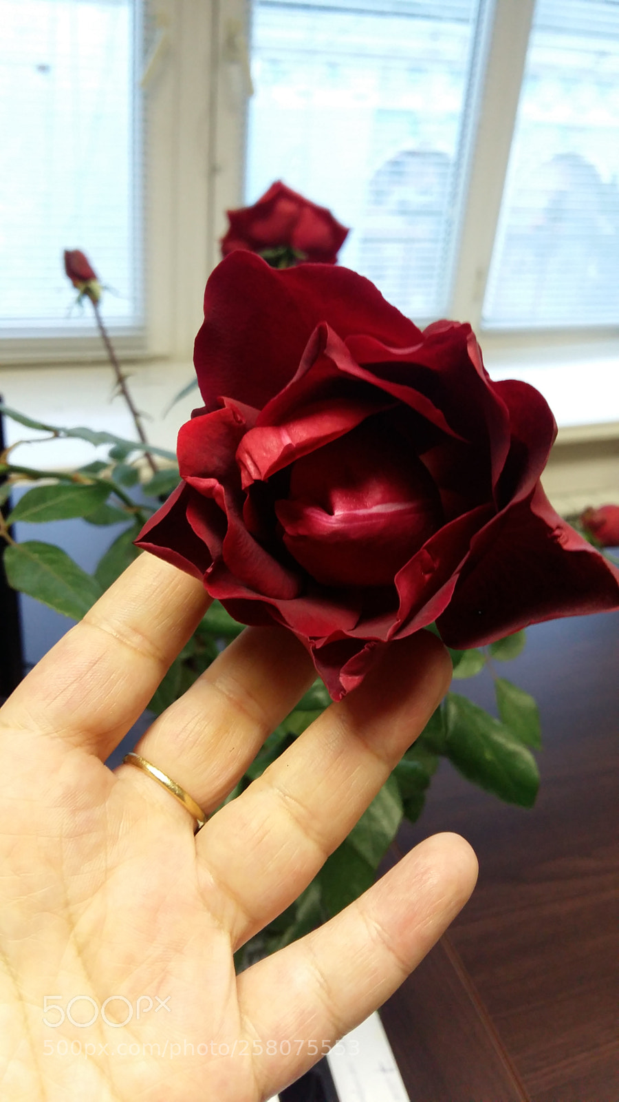 Samsung Galaxy A5 sample photo. Rose-star....for you, my sunshine photography