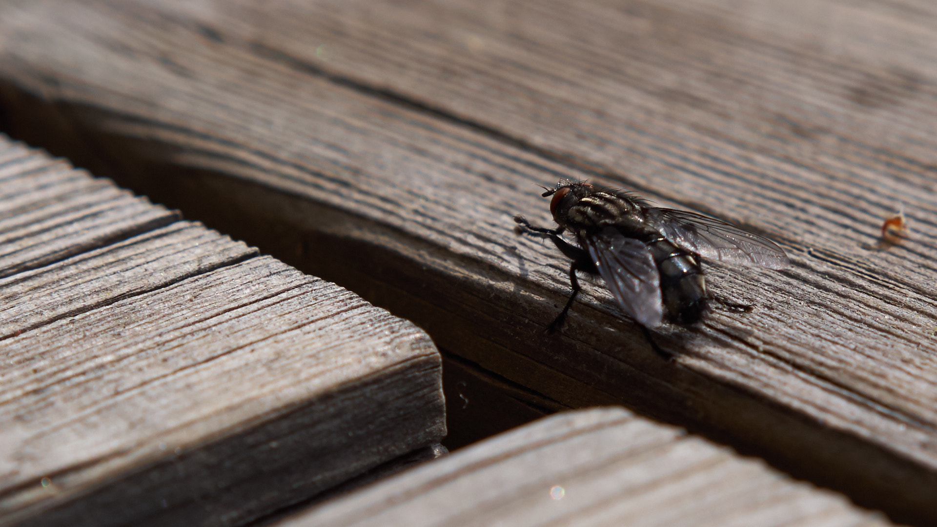 Olympus PEN E-PL5 sample photo. Fly on planks photography