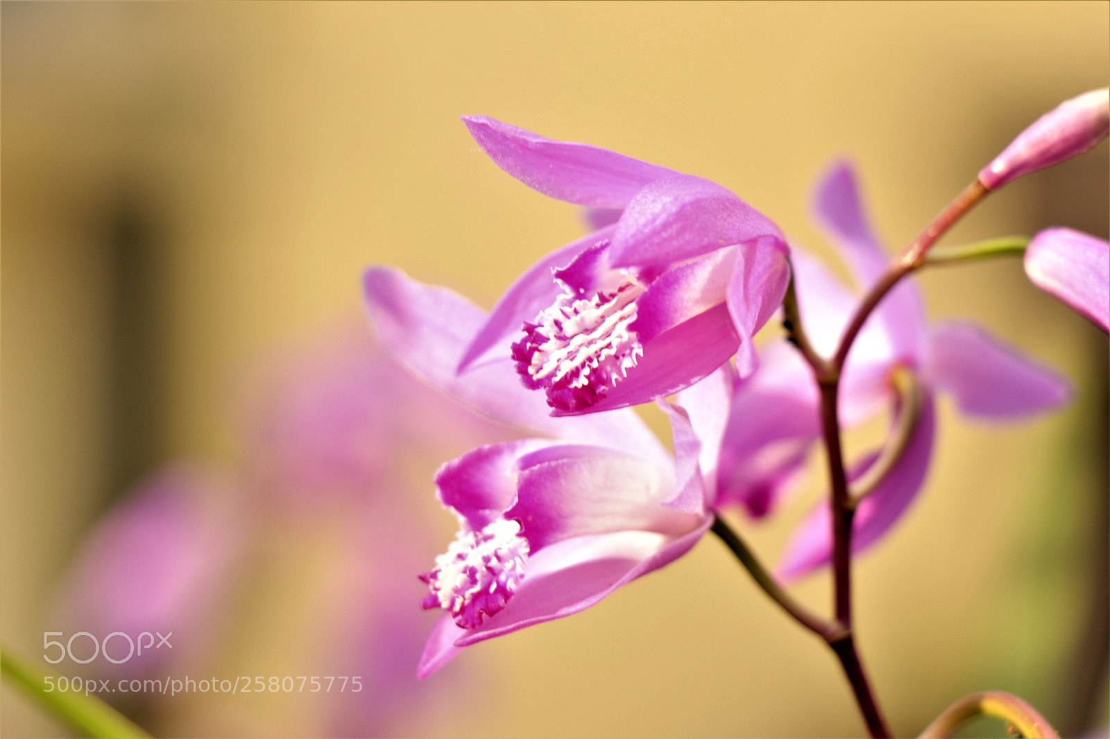Canon EOS 80D sample photo. Img photography