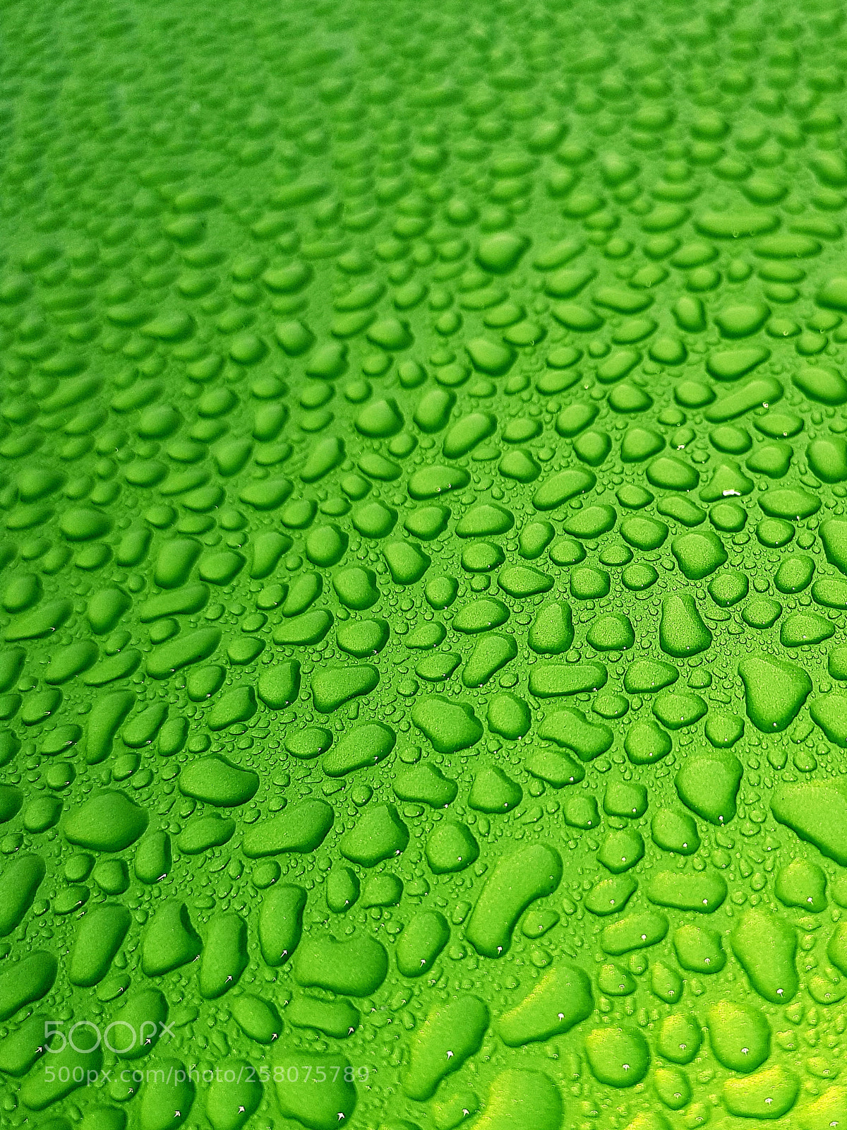 Samsung Galaxy S8 sample photo. Drops of green photography