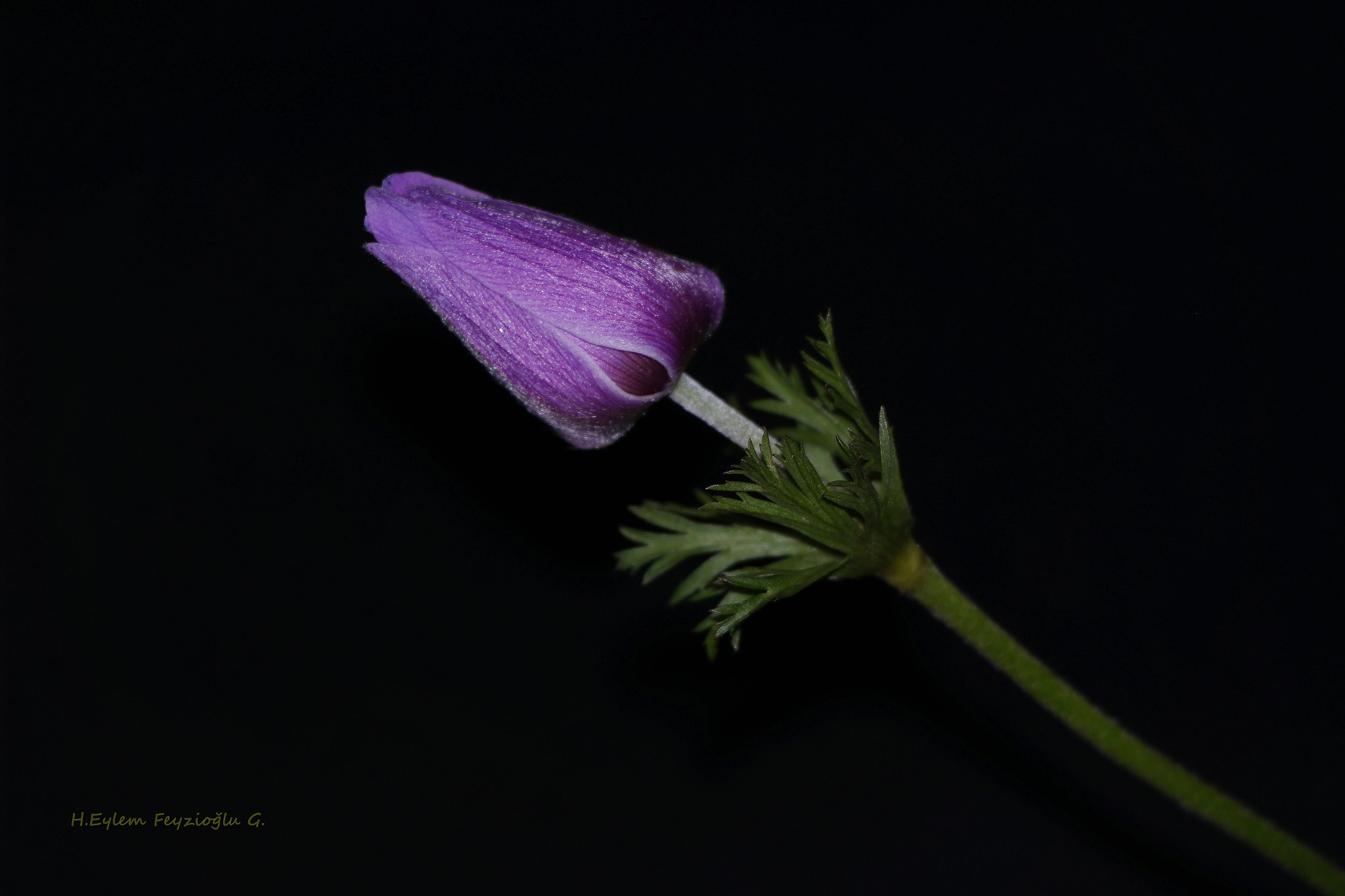Samsung NX2000 sample photo. Anemone photography