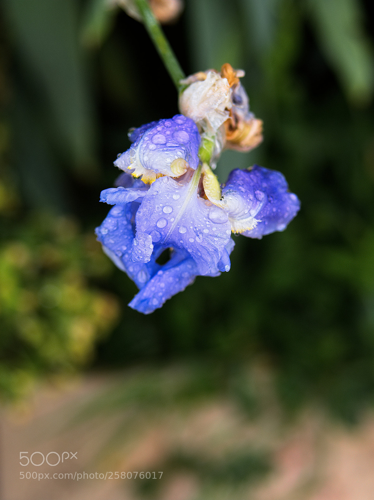Panasonic Lumix DC-GH5 sample photo. Le printemps dans la photography
