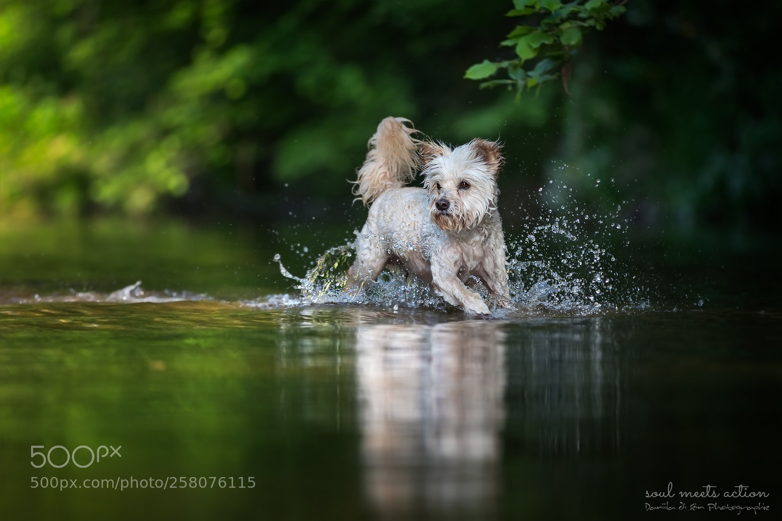 Canon EOS-1D X Mark II sample photo. Aebby - terriermix photography