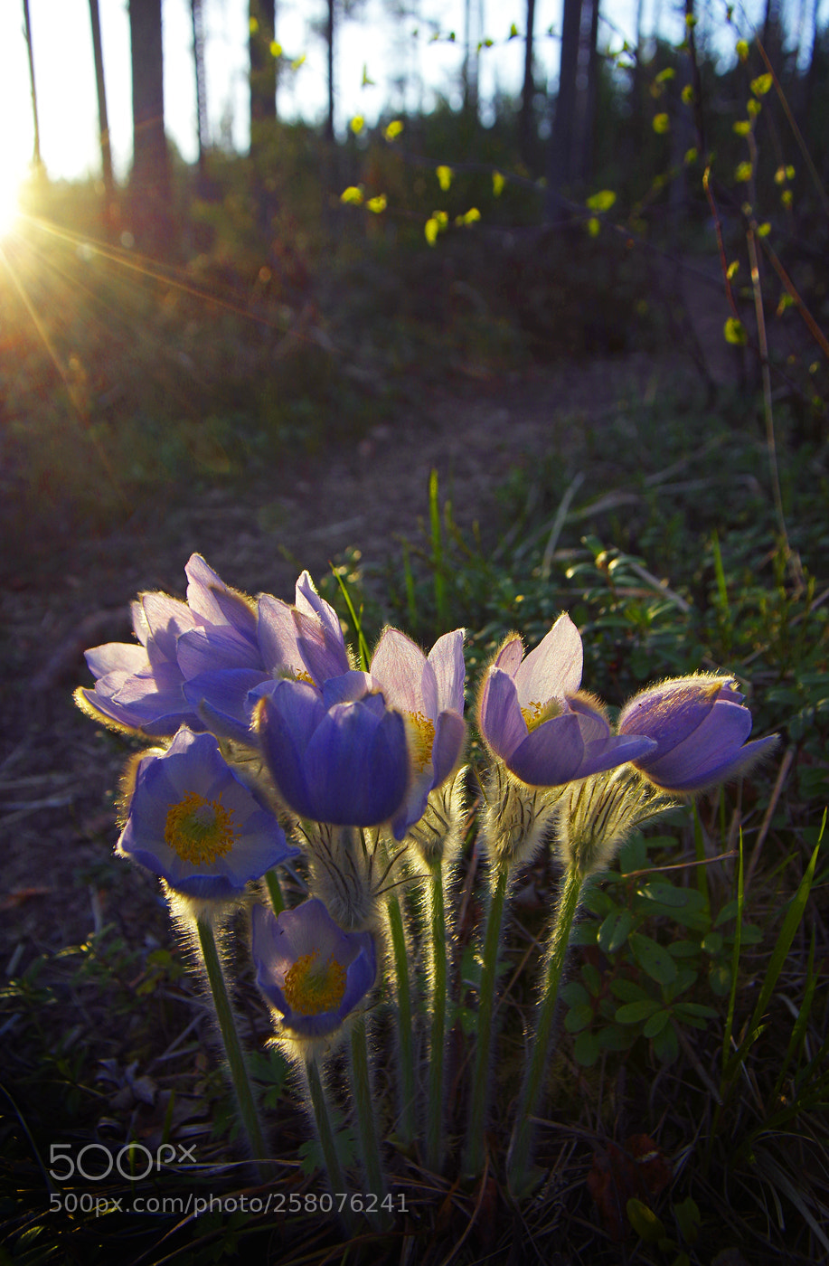 Pentax K-3 II sample photo. Pulsatilla vernalis x pulsatilla photography