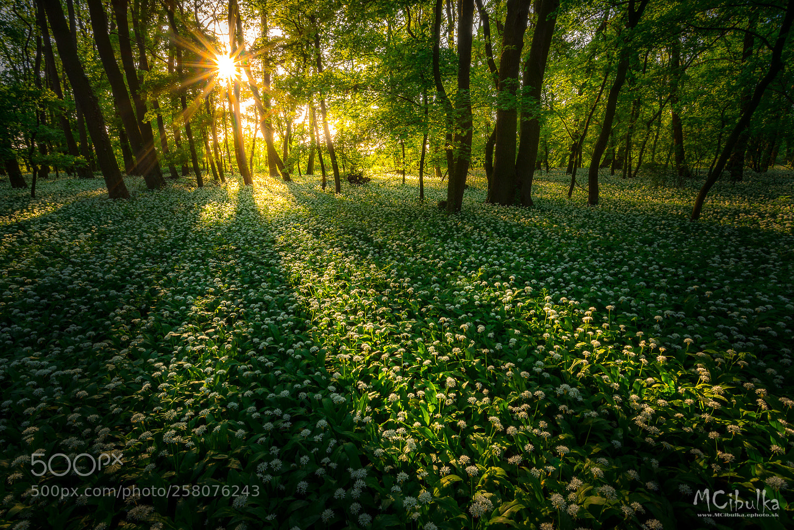 Sony a7R sample photo. Magic forest photography