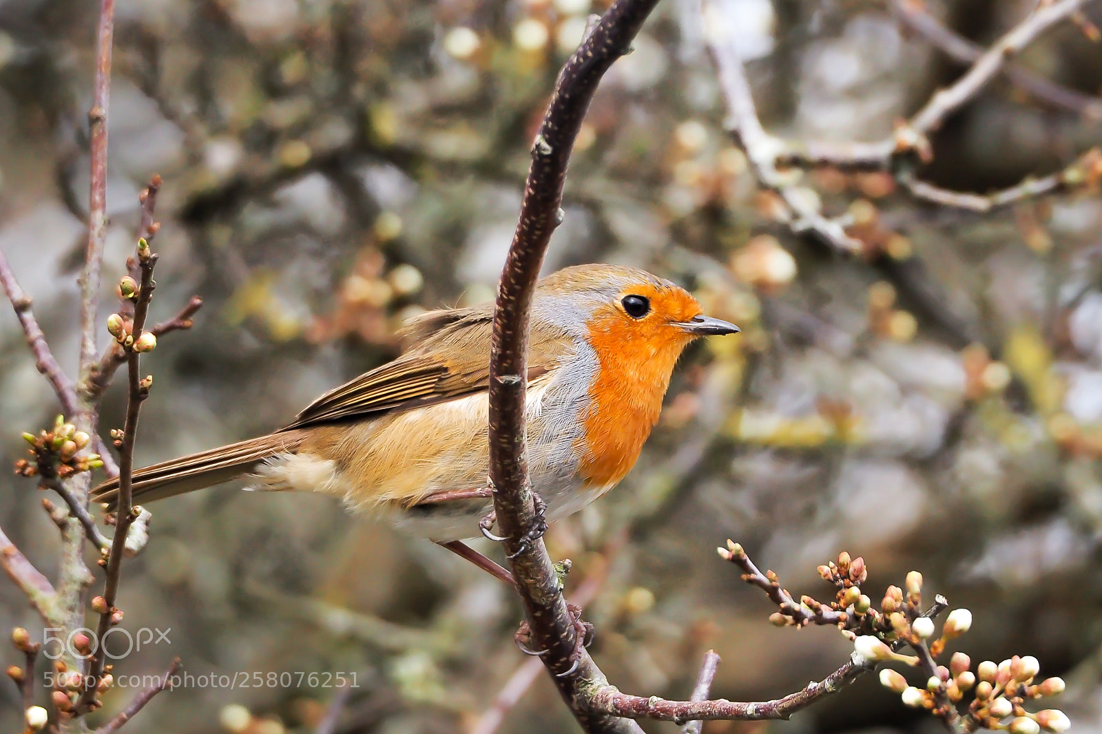 Olympus OM-D E-M10 II sample photo. Robin in early spring photography
