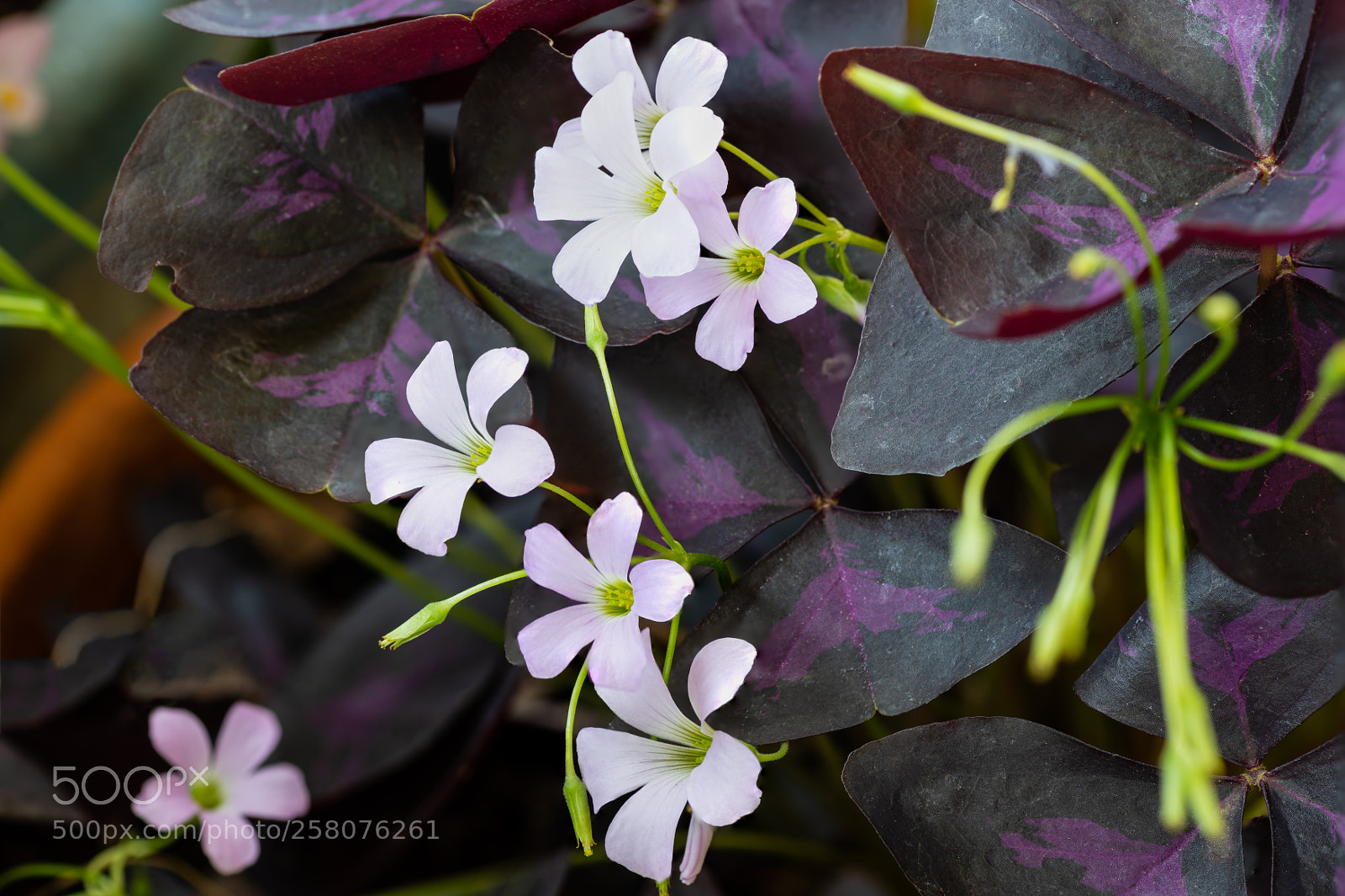 Nikon D850 sample photo. Focus stacking practice 15 photography