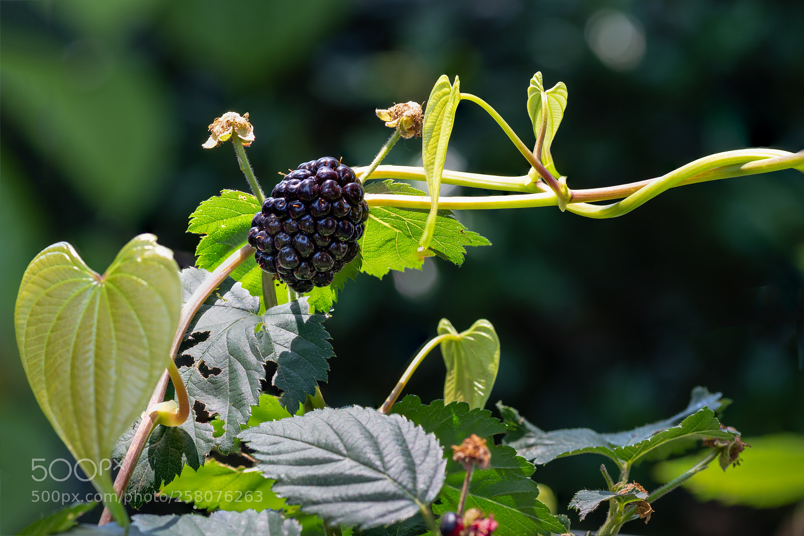 Nikon D850 sample photo. Focus stacking practice 15 photography