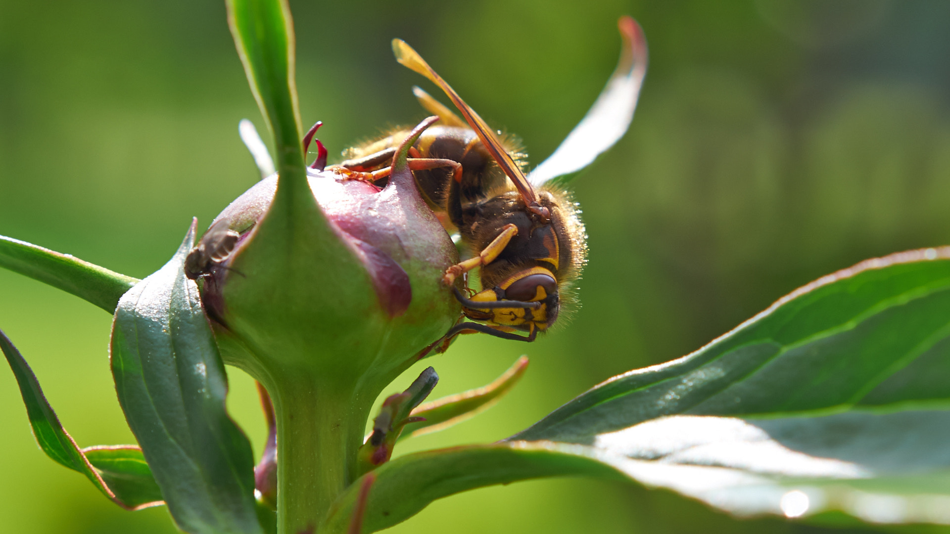 Olympus PEN E-PL5 sample photo. Some bee photography