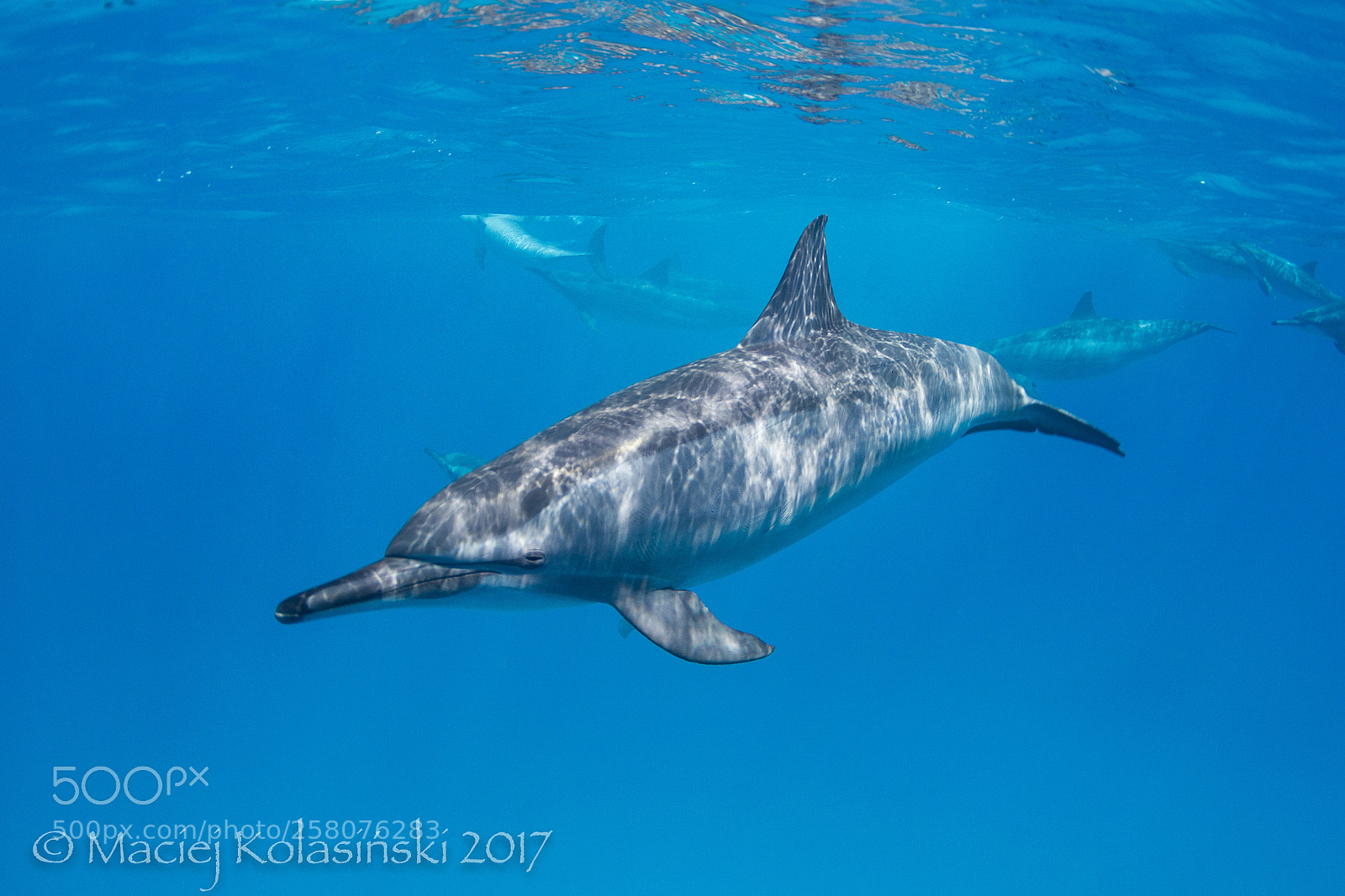 Canon EOS 60D sample photo. Dolphin from sattaya reef photography