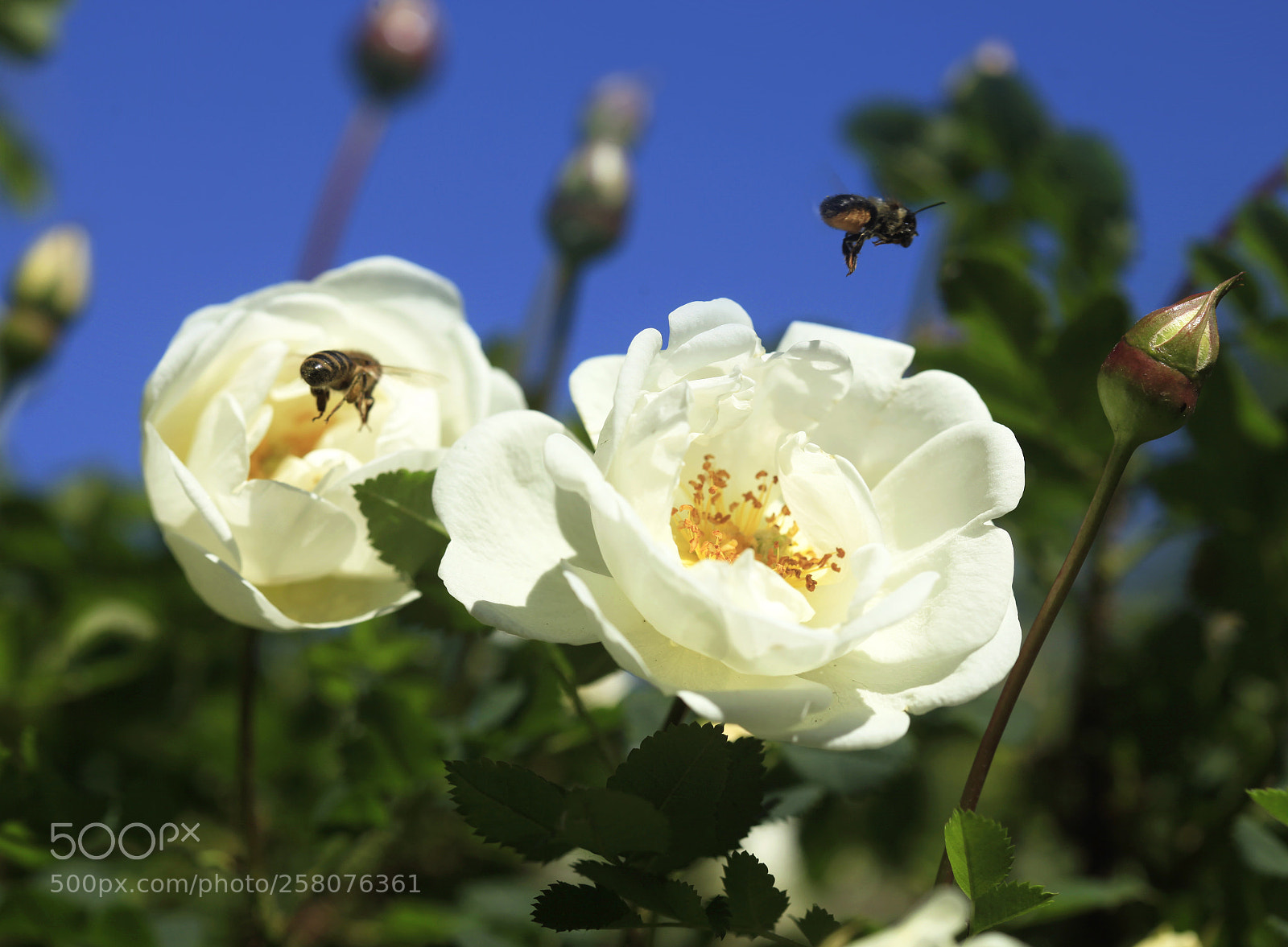 Canon EOS 5D Mark II sample photo. Bees over roses photography