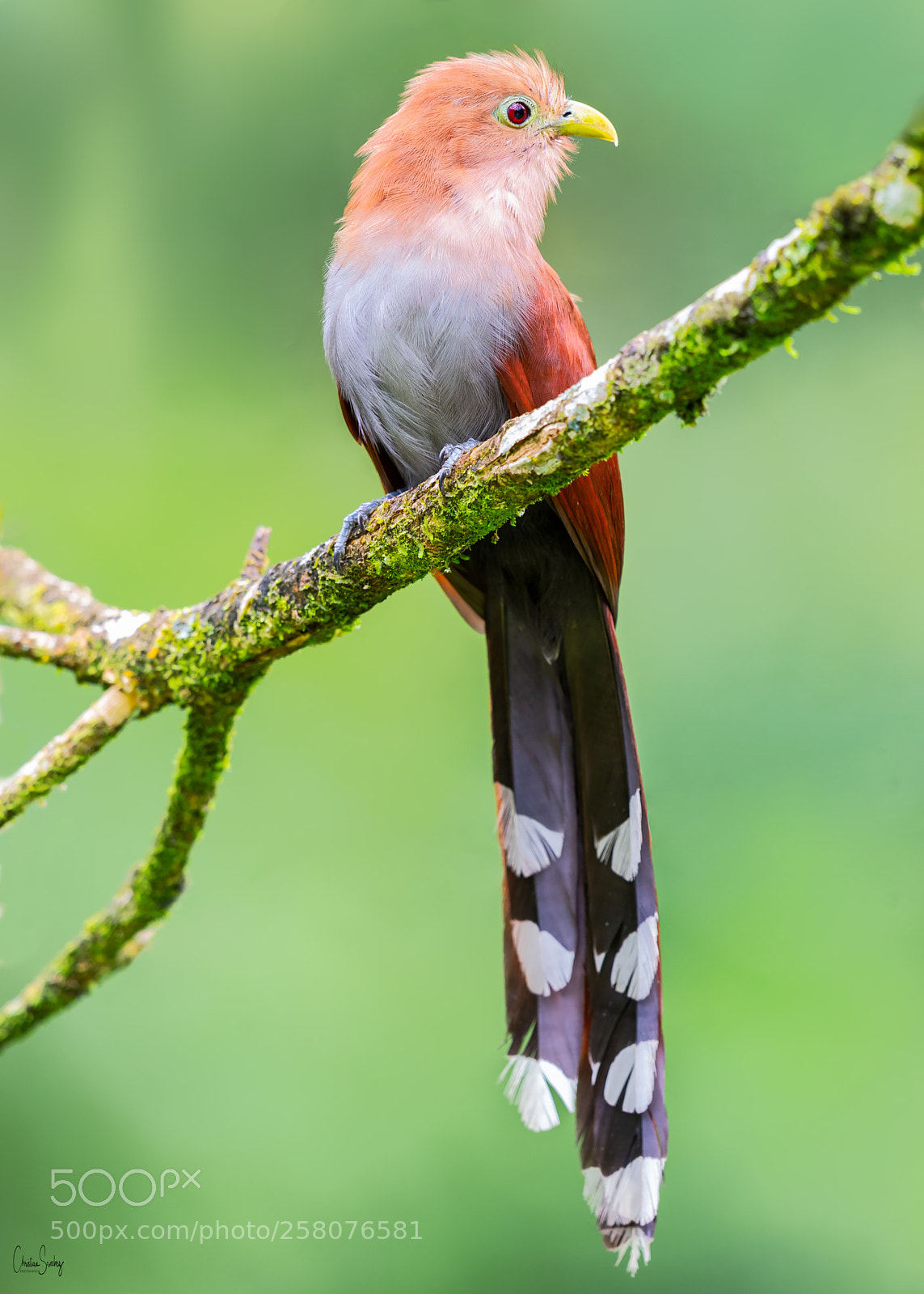 Nikon D4 sample photo. Squirrel cuckoo photography