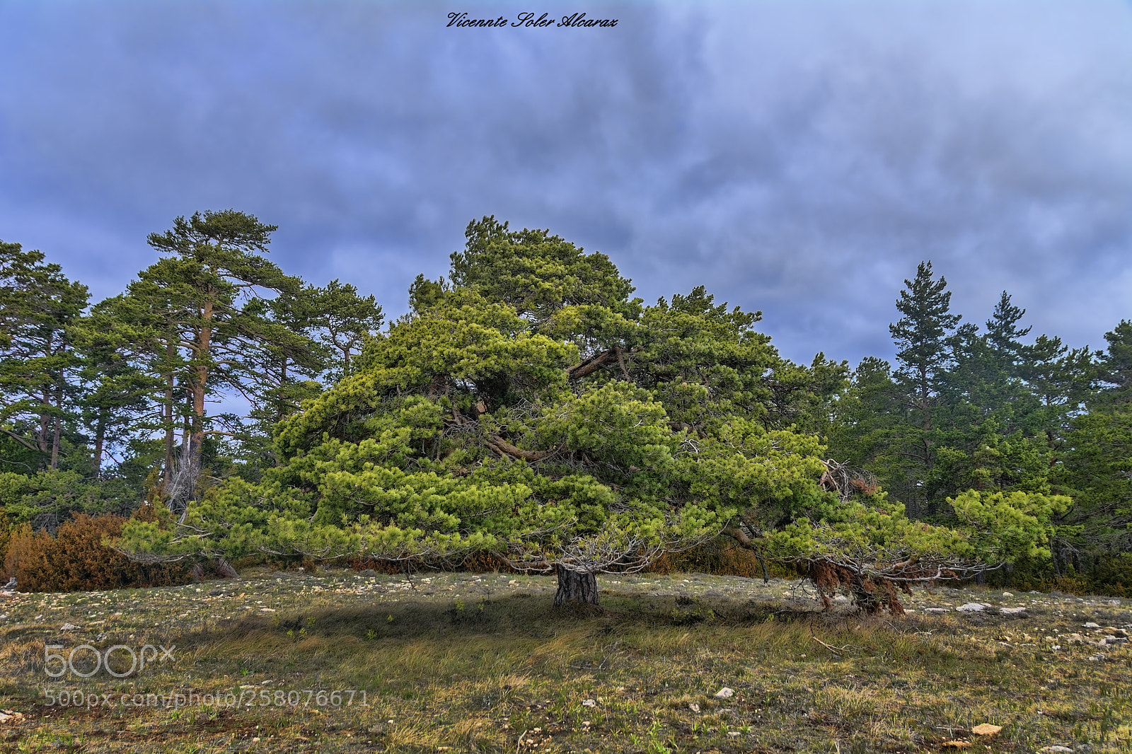 Nikon D5200 sample photo. El pino enano photography