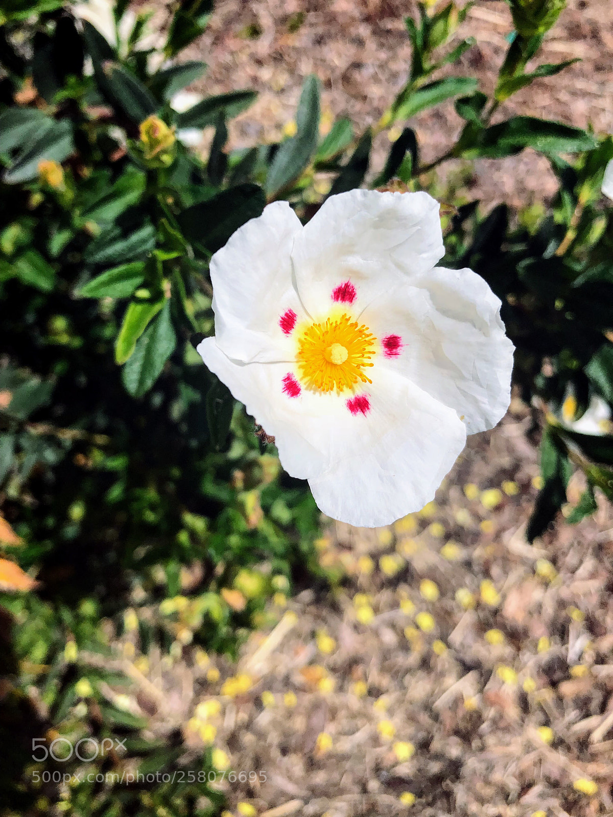 Apple iPhone 8 Plus sample photo. Untitled photography