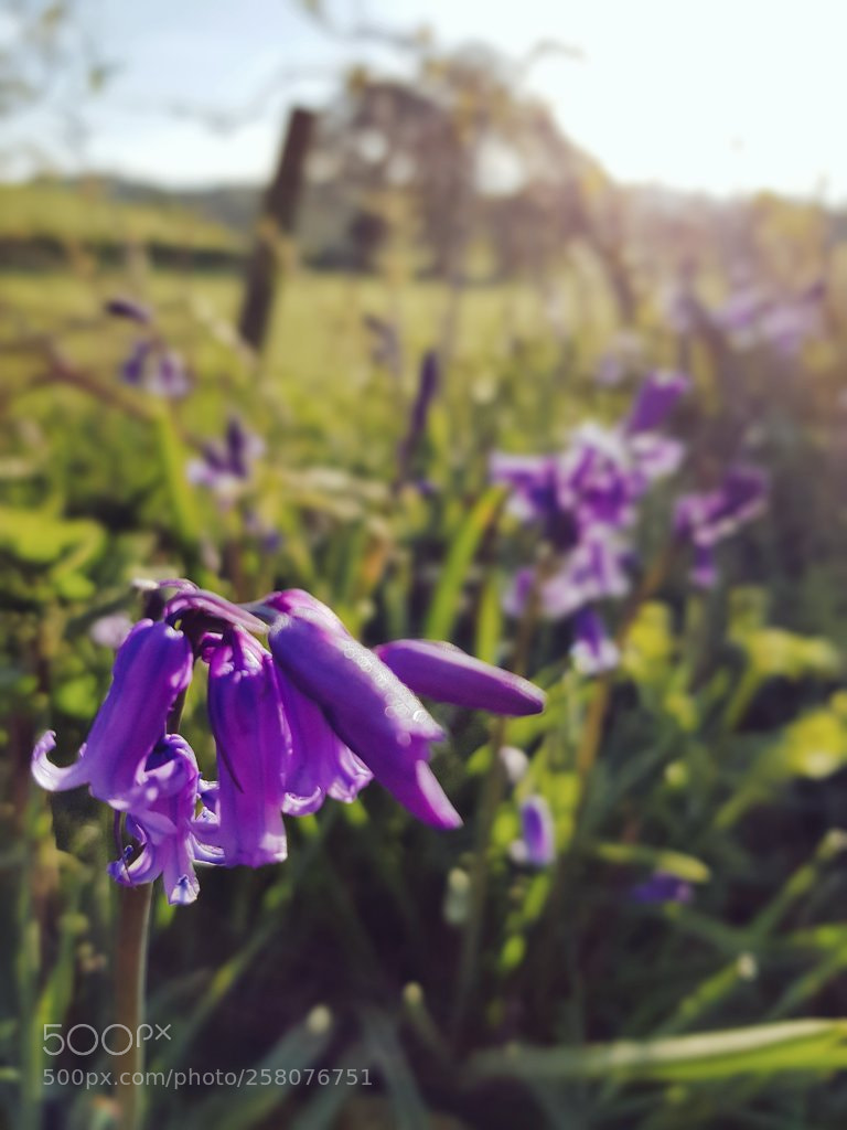 Samsung Galaxy S8 sample photo. Purple not blue... photography