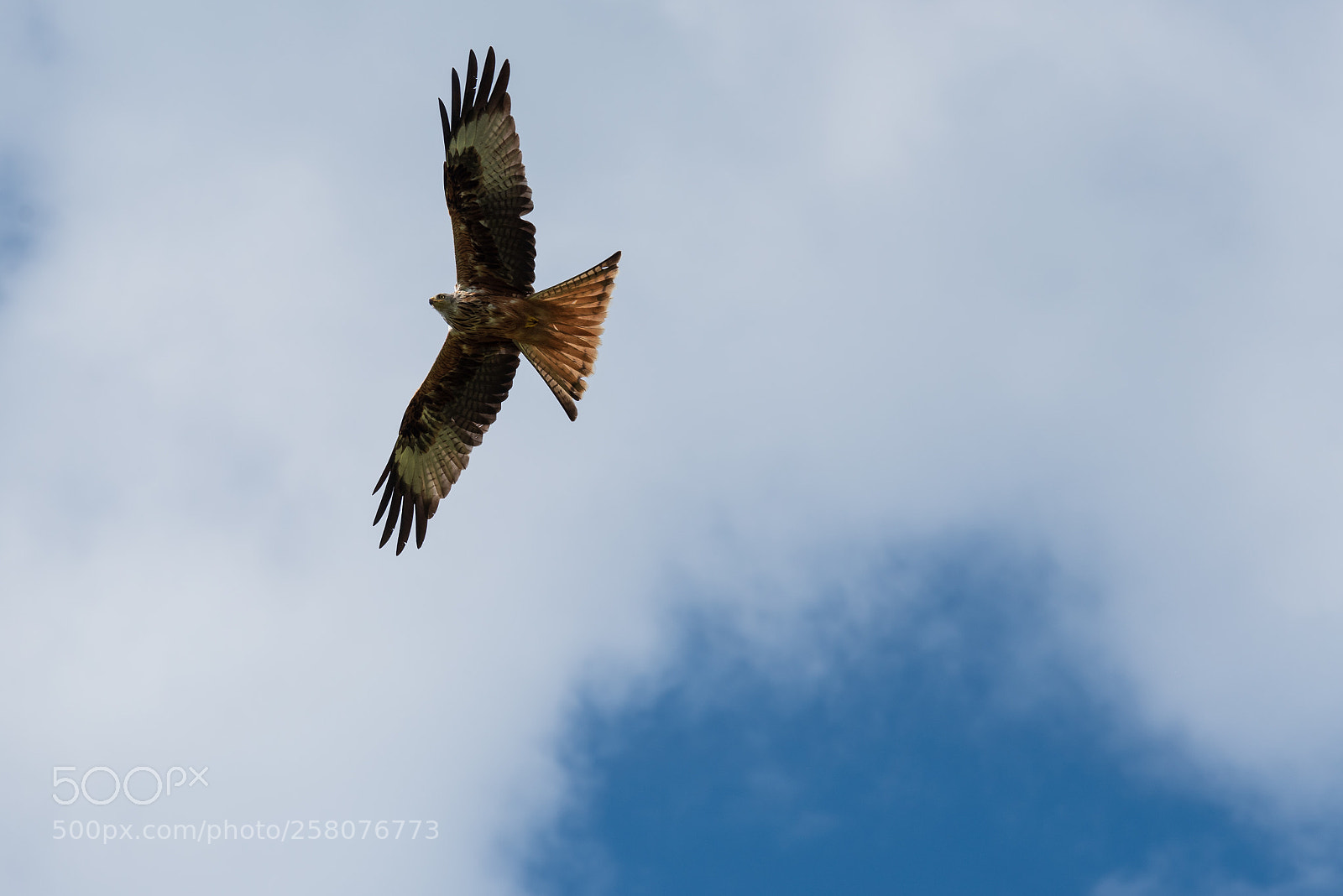 Nikon D750 sample photo. Hunting red kite photography