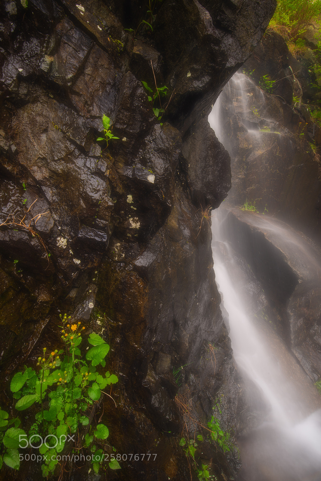 Nikon D800 sample photo. Golden ragwort waterfall photography