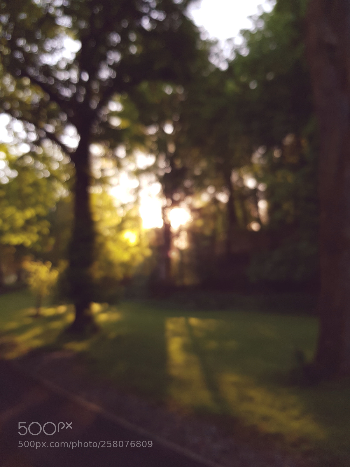 Samsung Galaxy S8 sample photo. Fuzzy focus photography