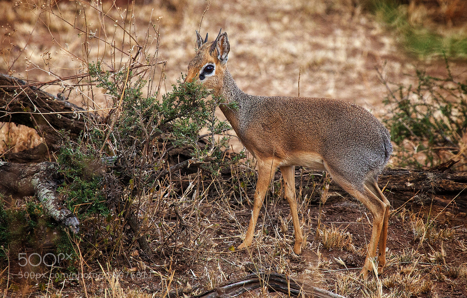 Canon EOS 5D Mark II sample photo. Dik dik, male photography