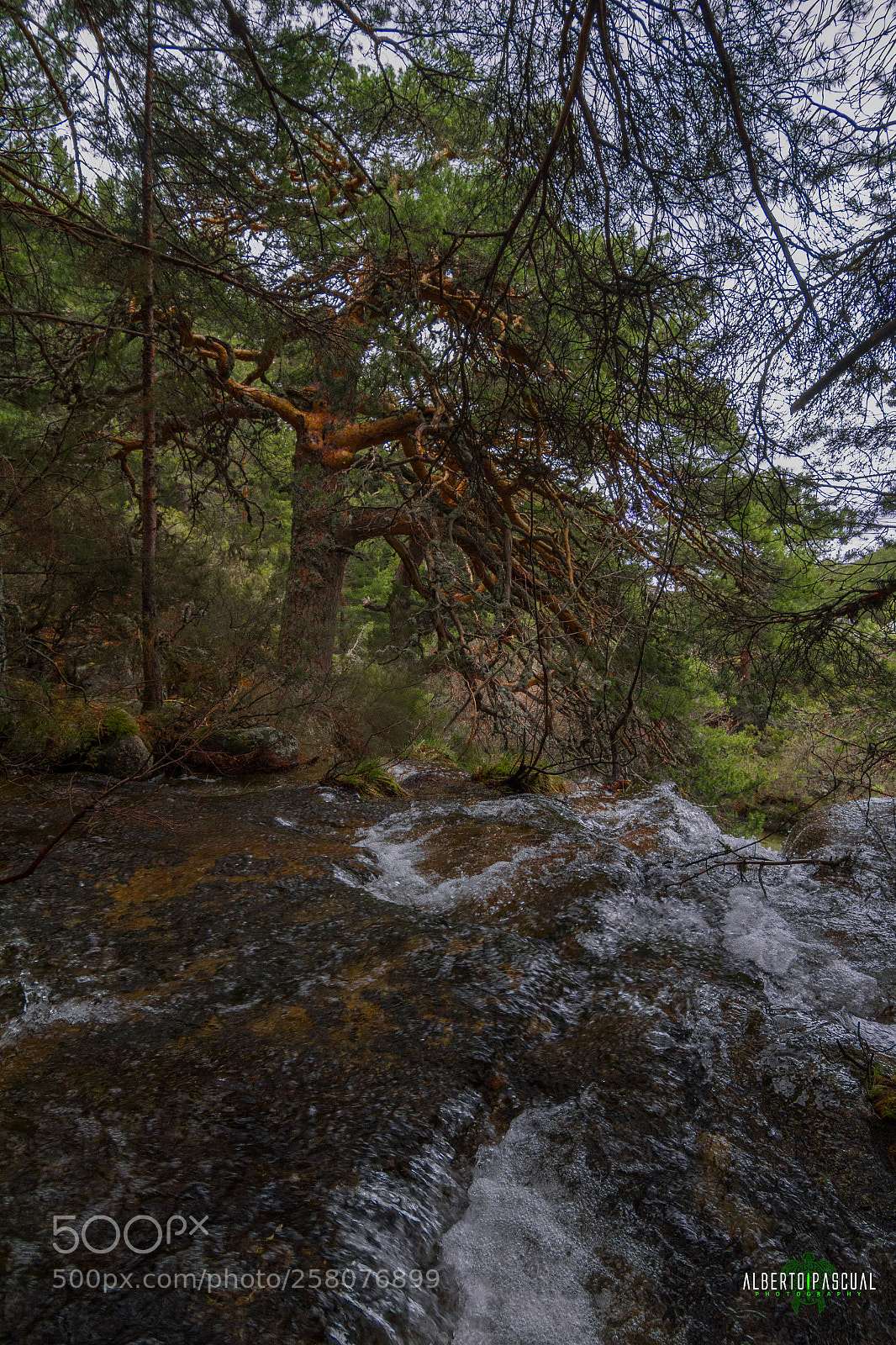 Canon EOS 7D sample photo. Life flows photography