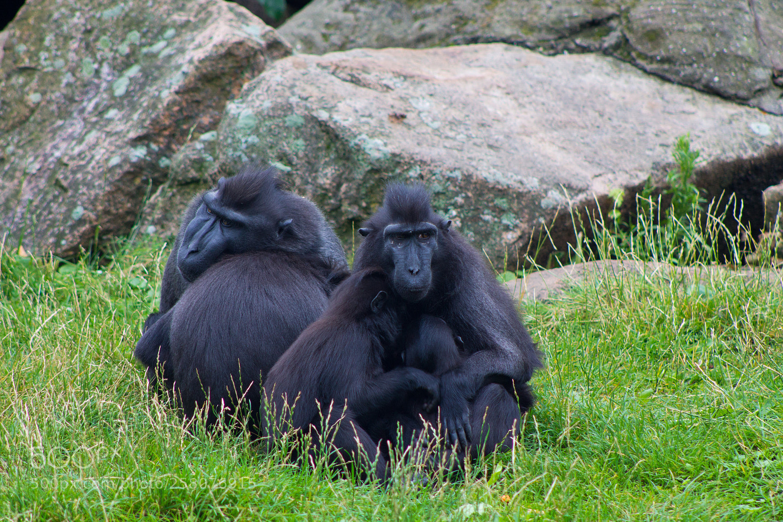 Canon EOS 1100D (EOS Rebel T3 / EOS Kiss X50) sample photo. Monkey family photography