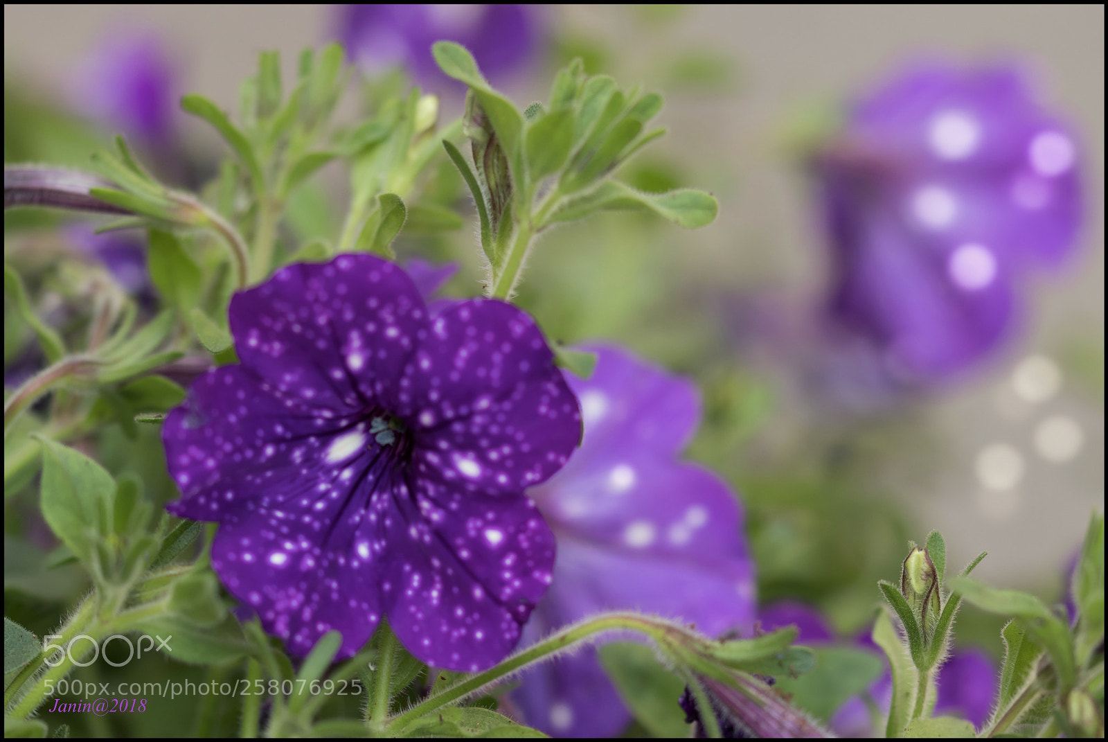 Canon EOS 77D (EOS 9000D / EOS 770D) sample photo. Purple petunia photography
