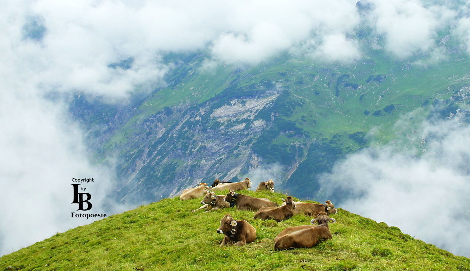 Sony Alpha DSLR-A450 sample photo. Cows relaxing above the clouds photography