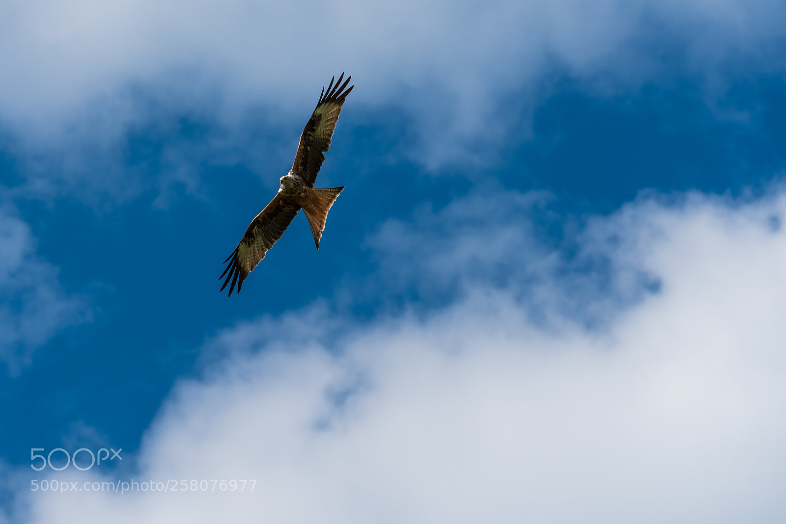 Nikon D750 sample photo. Bird of prey photography