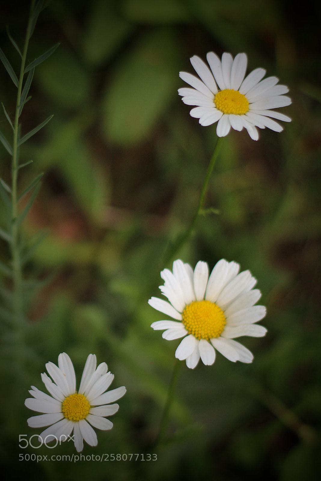 Canon EOS 1200D (EOS Rebel T5 / EOS Kiss X70 / EOS Hi) sample photo. Three daisies photography