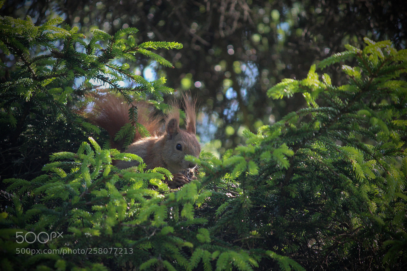 Canon EOS 1200D (EOS Rebel T5 / EOS Kiss X70 / EOS Hi) sample photo. Squirrel photography