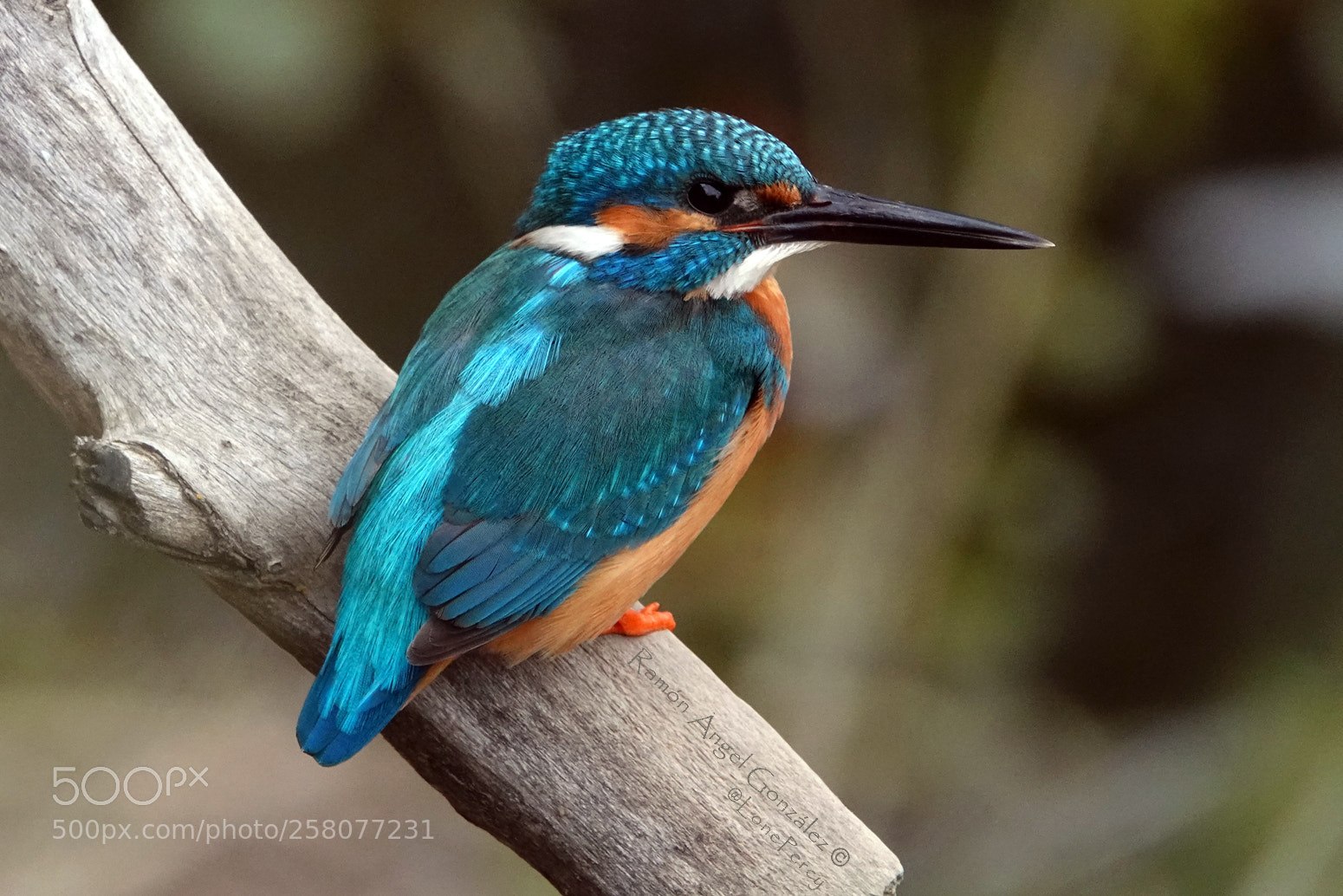 Sony Cyber-shot DSC-RX10 IV sample photo. Common kingfisher alcedo atthis photography