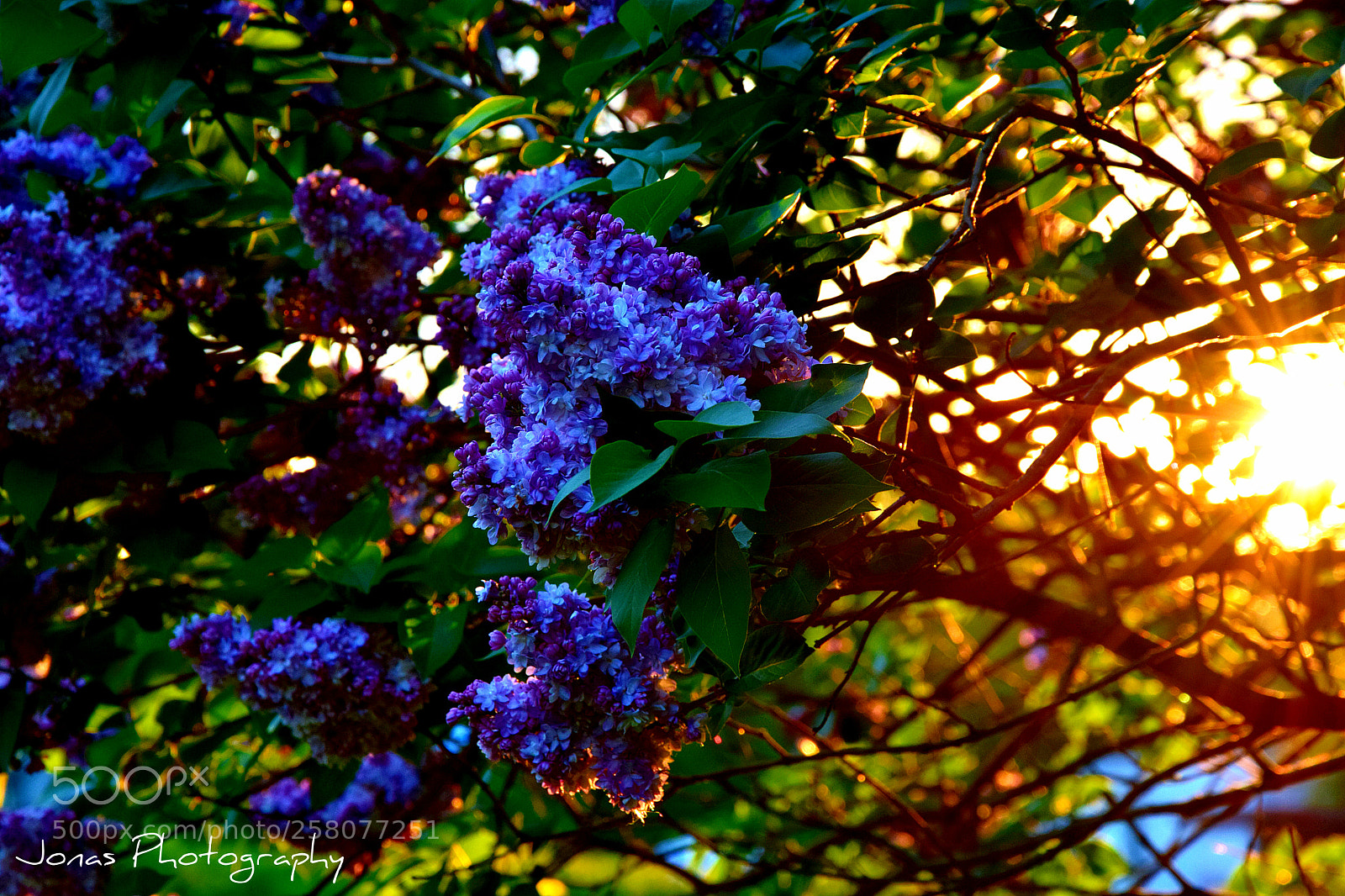 Nikon D5300 sample photo. Untitled photography