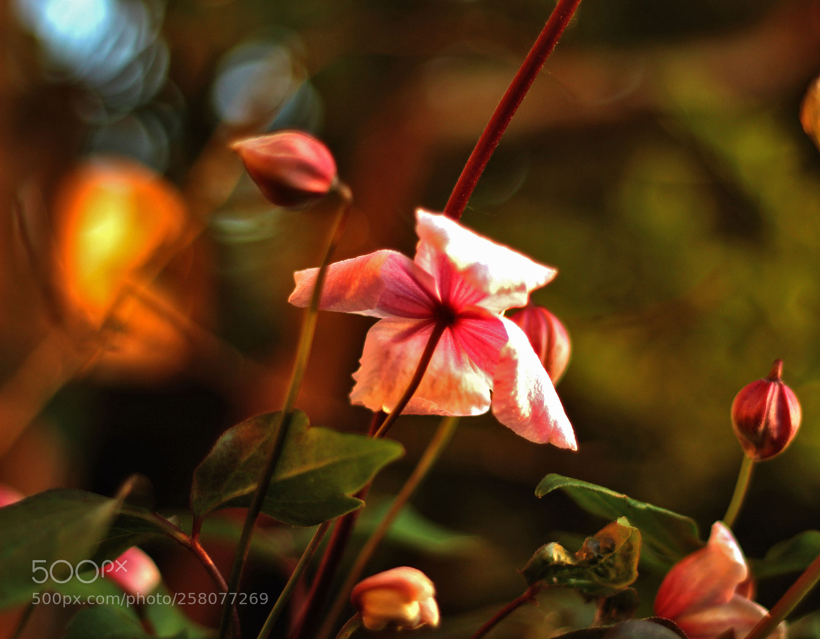 Canon EOS 100D (EOS Rebel SL1 / EOS Kiss X7) sample photo. A spectrum of colour photography