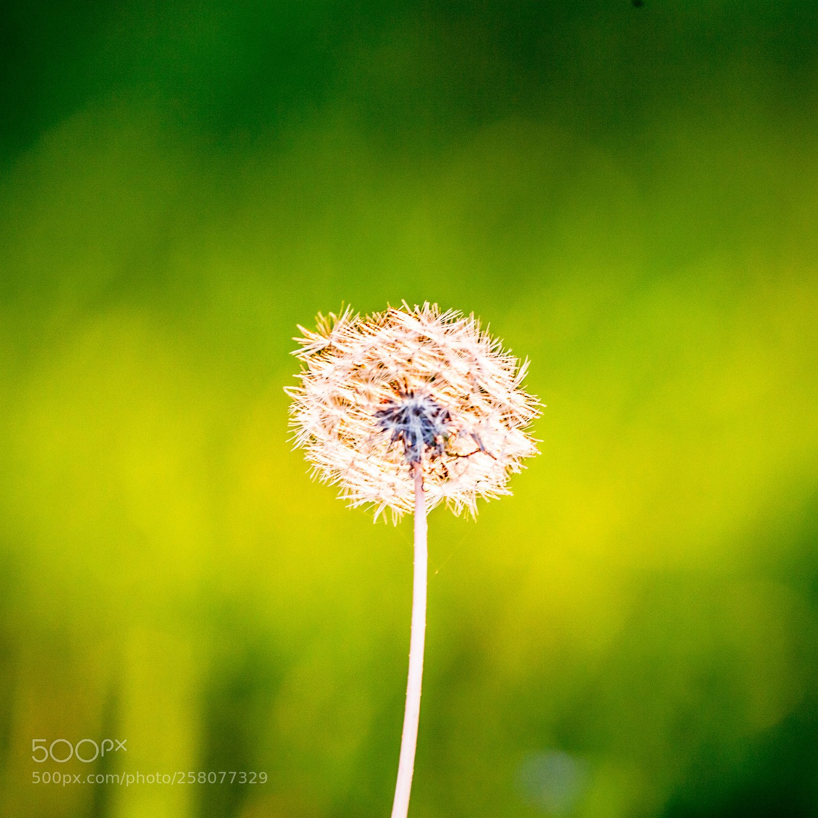 Canon EOS 5D Mark II sample photo. Lonely photography