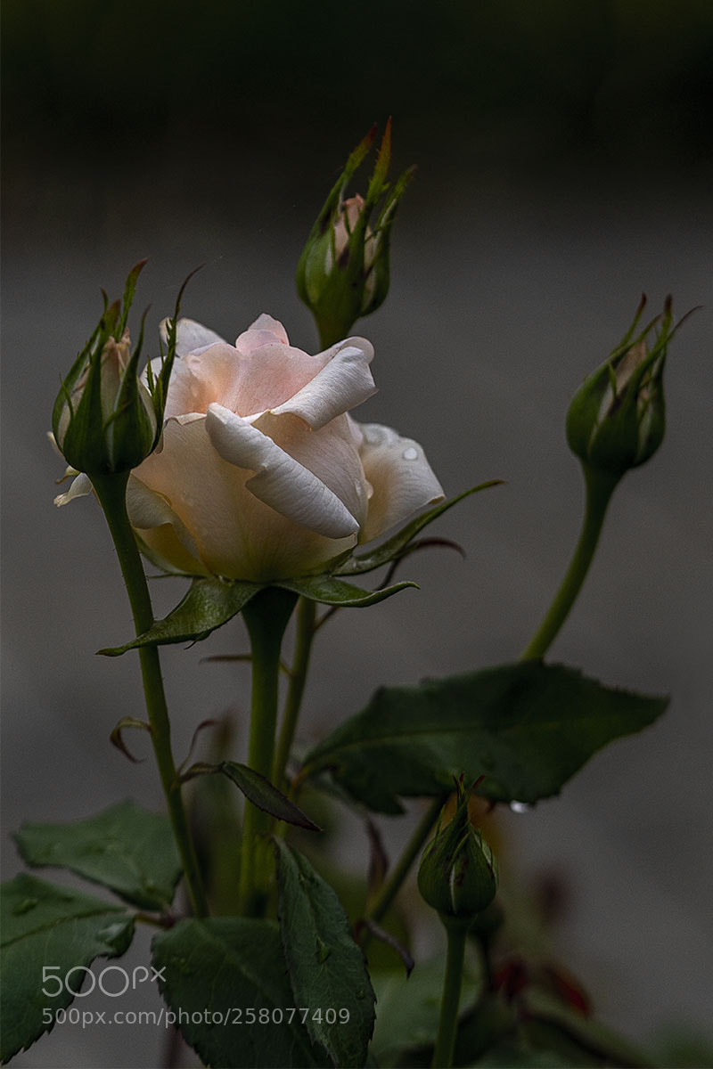 Sony a6300 sample photo. Blüten 150518-008 photography