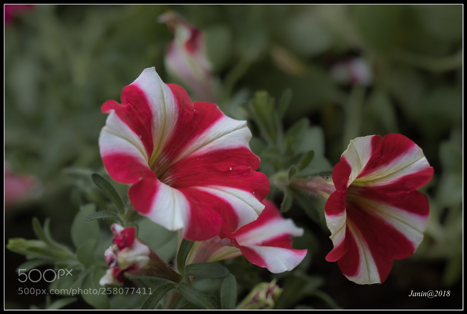 Canon EOS 77D (EOS 9000D / EOS 770D) sample photo. Red and white petunia photography