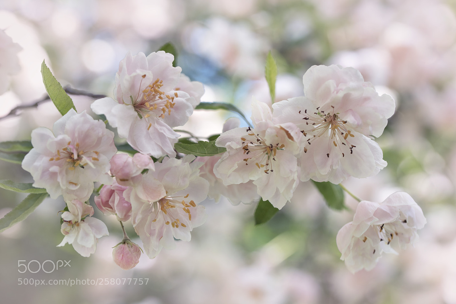 Nikon D750 sample photo. Prince georges malus blossoms photography