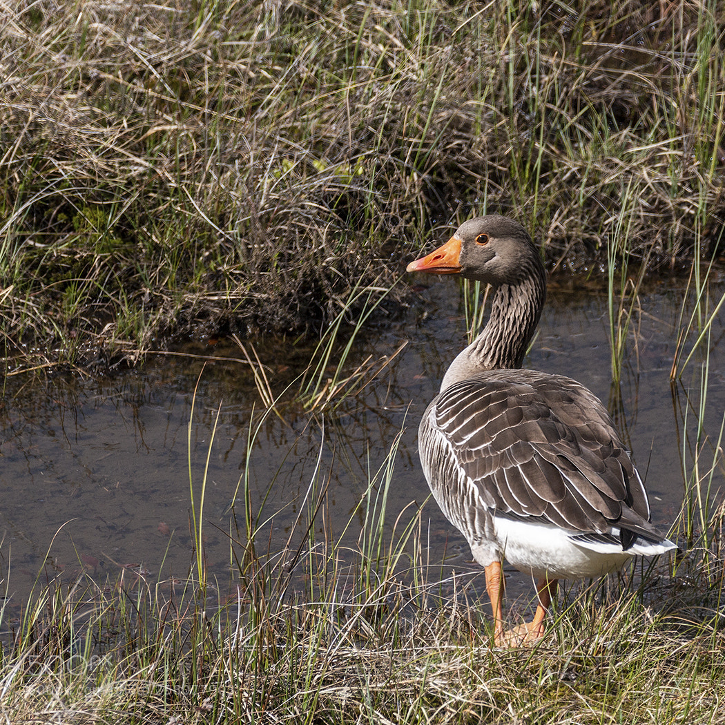 Canon EOS 70D sample photo. Goose photography
