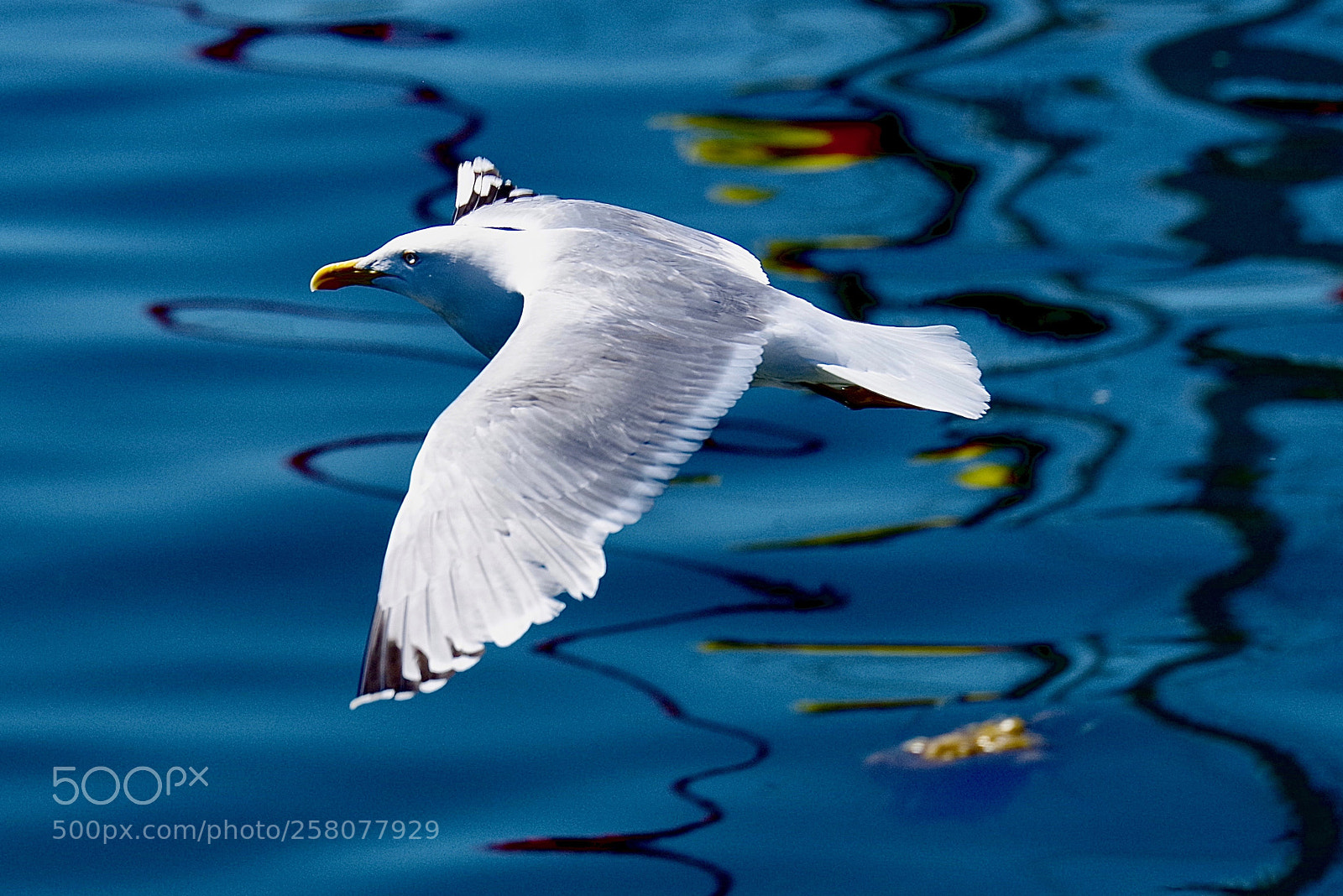 Pentax K-1 sample photo. Seagull gliding flight photography