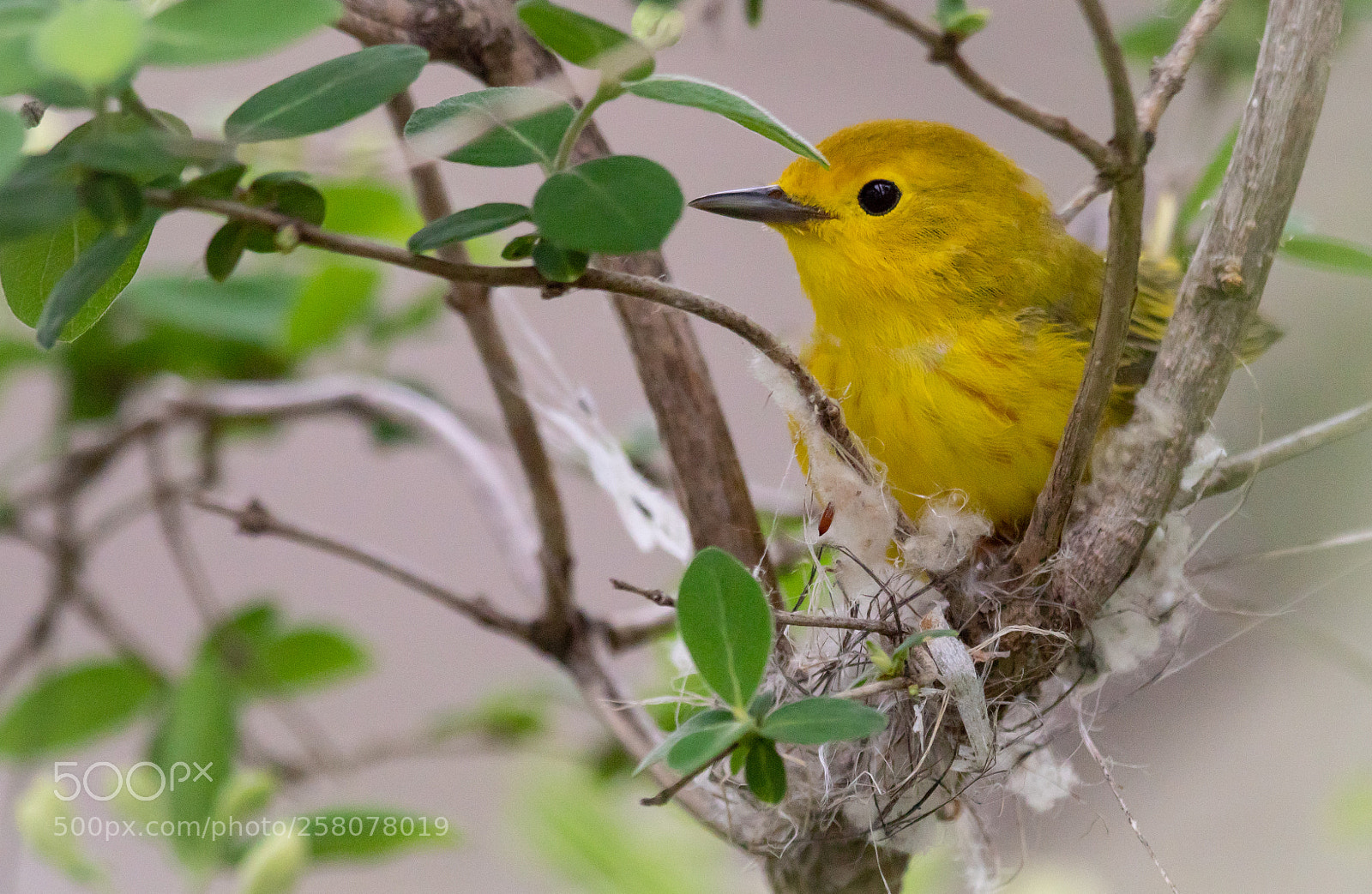 Canon EOS 7D Mark II sample photo. Nesting yellow warbler photography
